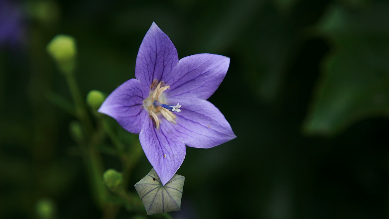 Gėlė, Wildflower, Gėlių, Augalas, Natūralus, Žiedas, Žydėti, Žiedlapis, Botanikos, Ekologiškas