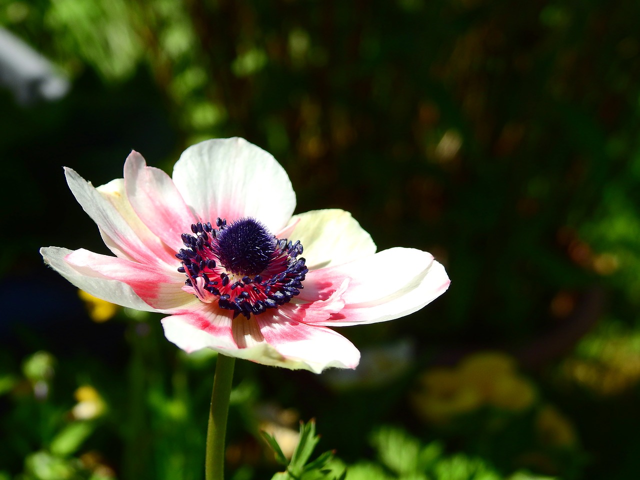 Gėlė, Žiedas, Žydėti, Anemonis, Augalas, Gamta, Balta, Rožinis, Vasaros Gėlės, Nemokamos Nuotraukos