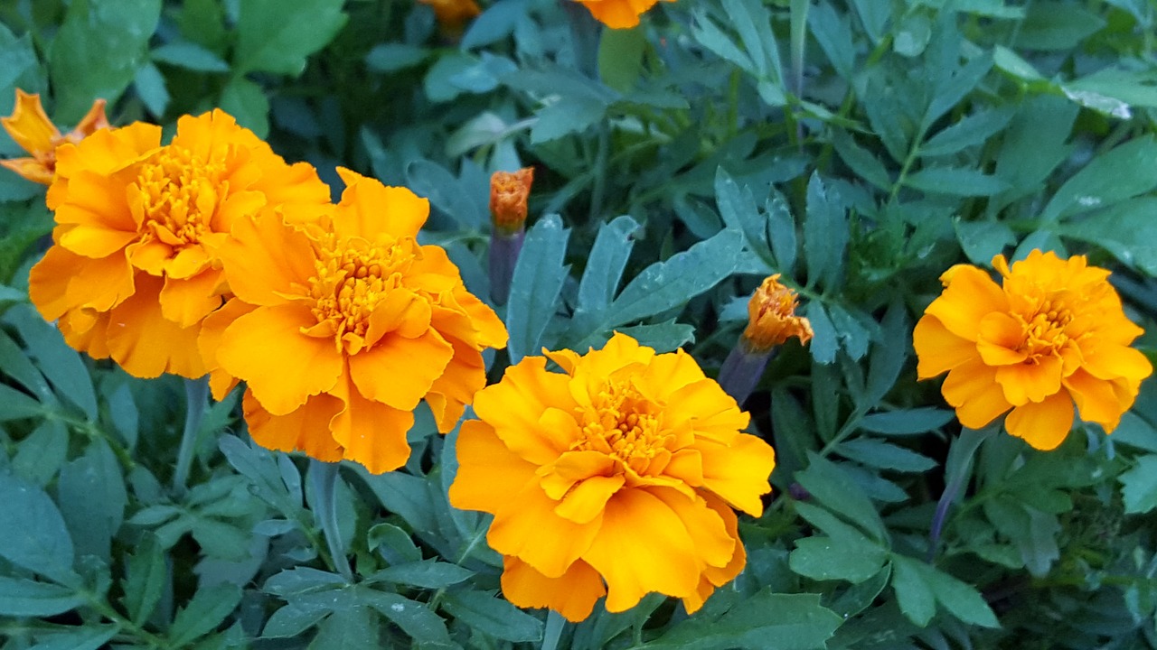 Gėlė, Tagetes, Oranžinė, Žiedas, Žydėti, Nemokamos Nuotraukos,  Nemokama Licenzija