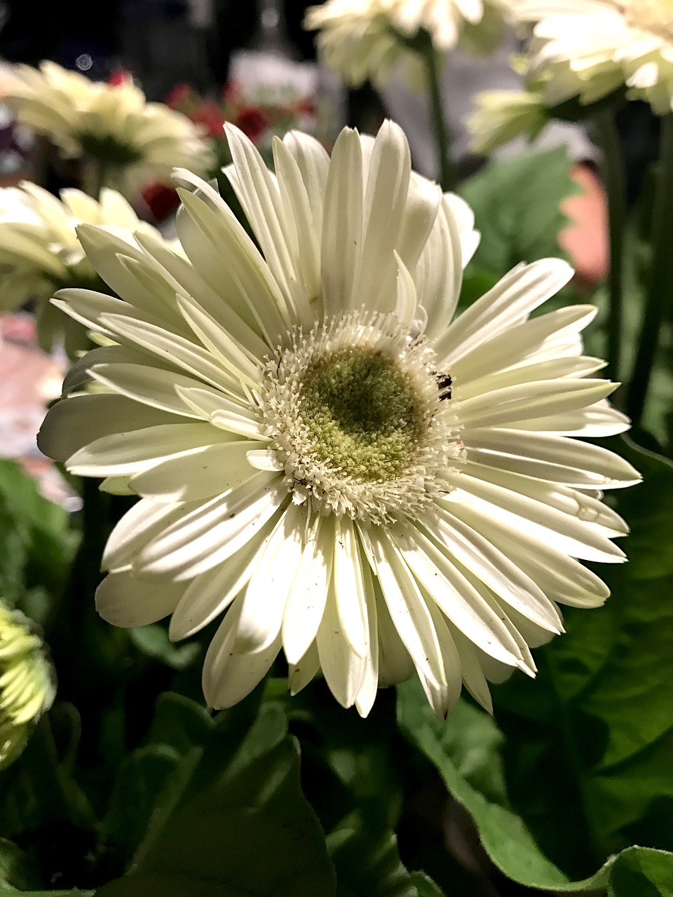 Gėlė, Gerbera Daisy, Gerbera, Daisy, Žydėti, Augalas, Žiedlapis, Balta, Žydi, Sodas