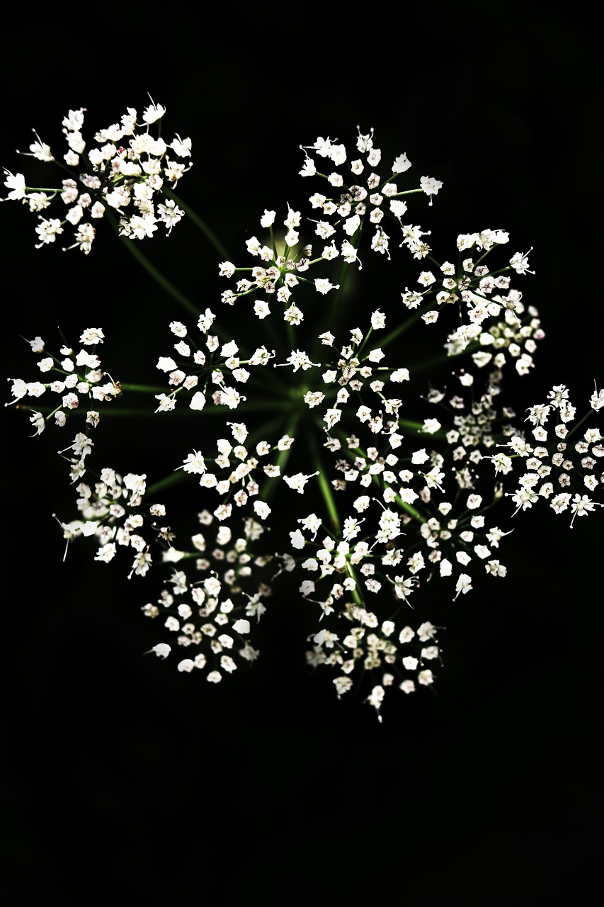 Gėlė, Juoda, Makro, Žalias, Balta, Fonas, Šviesa, Augalai, Gėlės, Gamta