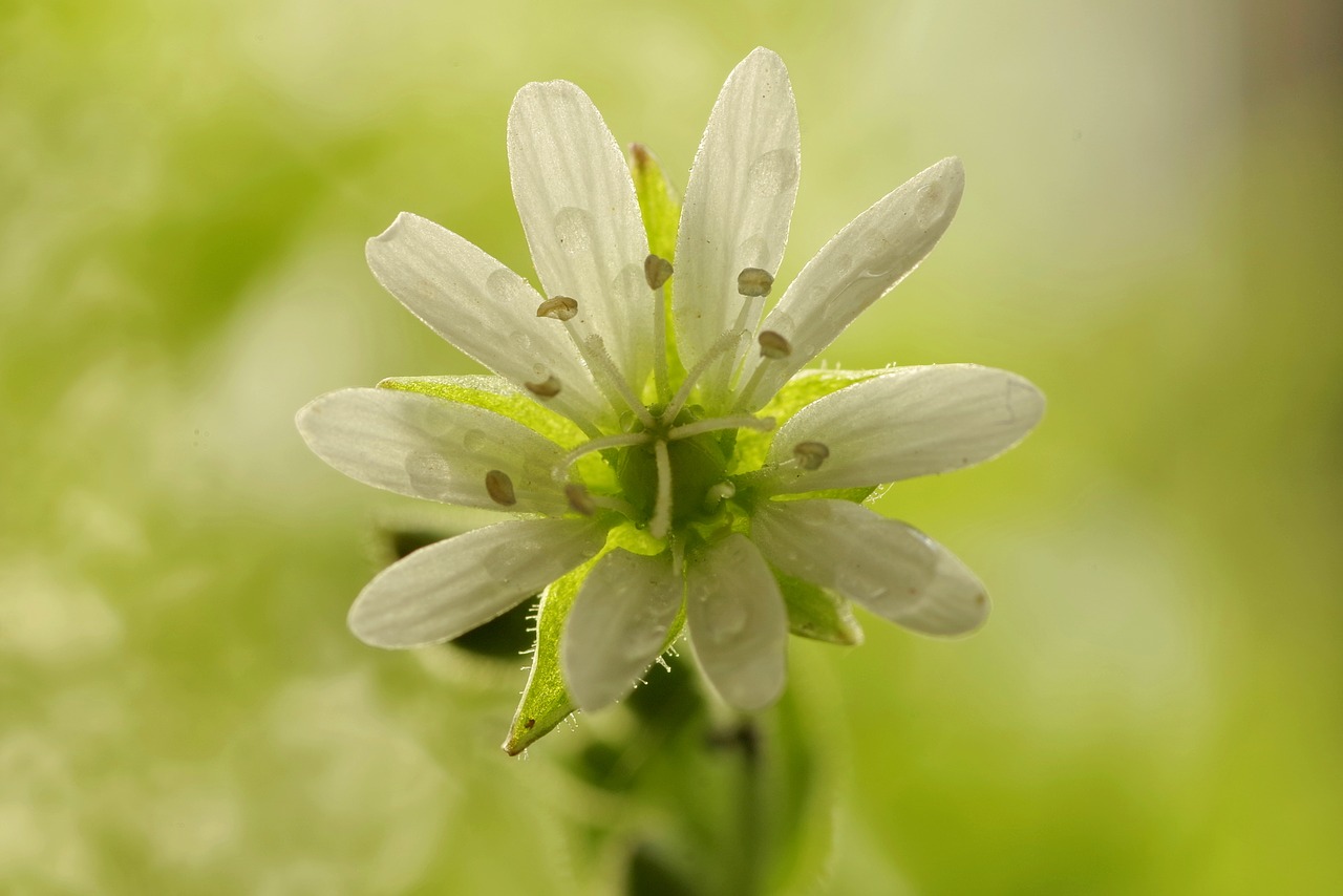 Gėlė, Balta, Aišku, Mažas, Žalias, Augalas, Tuti, Makro, Papartis, Pieva