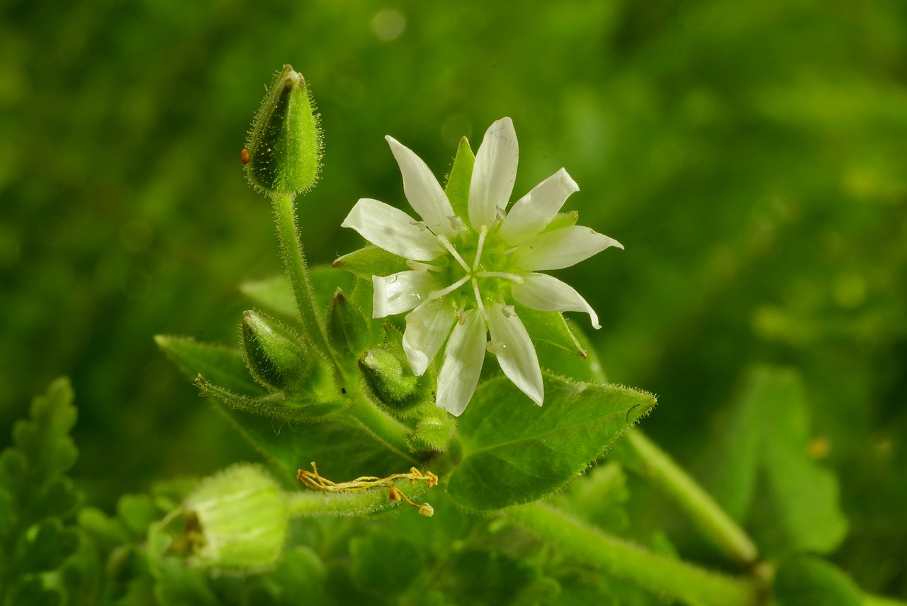 Gėlė, Balta, Aišku, Mažas, Žalias, Augalas, Tuti, Makro, Papartis, Pieva