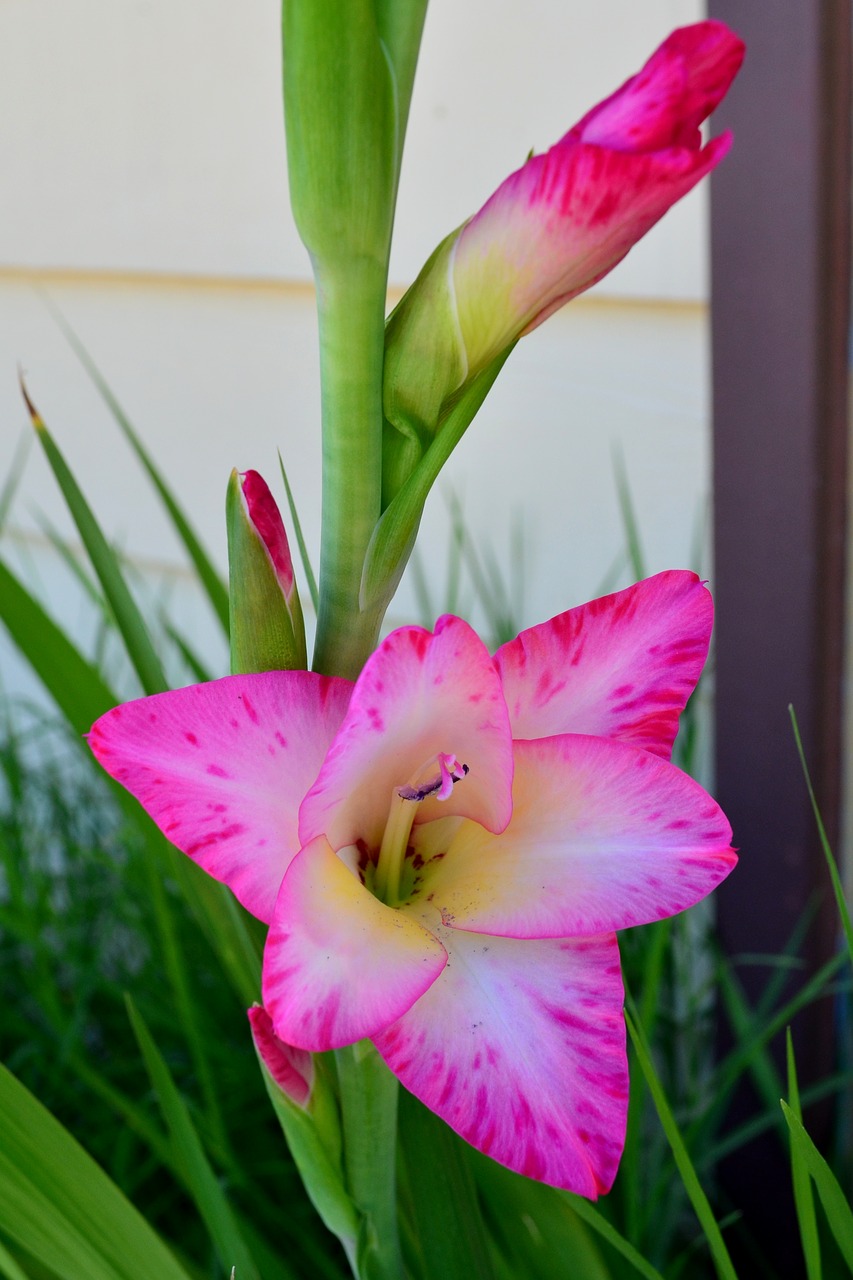 Gėlė, Gladiolas, Rožinis, Sodas, Žiedas, Vasara, Gamta, Žalias, Sodininkystė, Flora