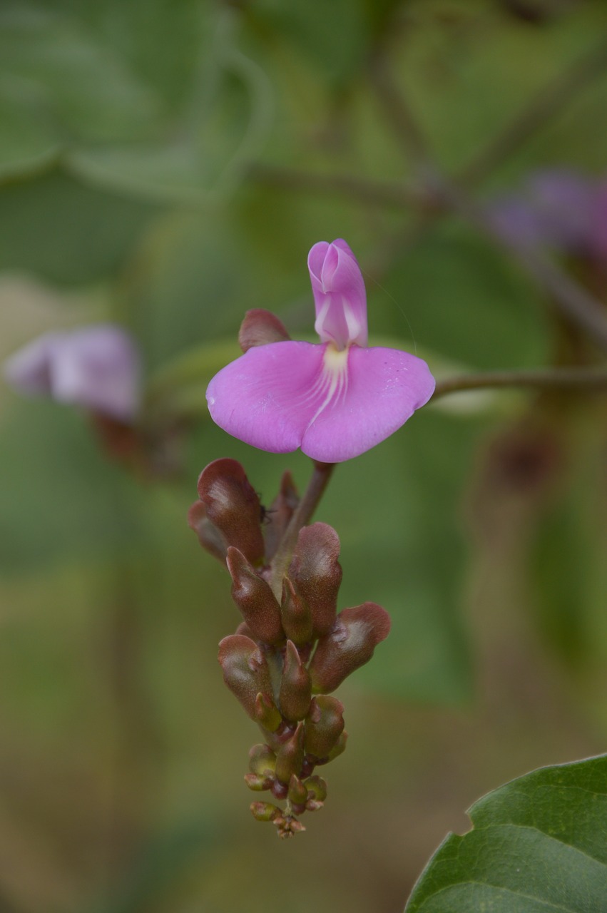 Gėlė, Rosa, Puokštė, Natūralus, Nemokamos Nuotraukos,  Nemokama Licenzija