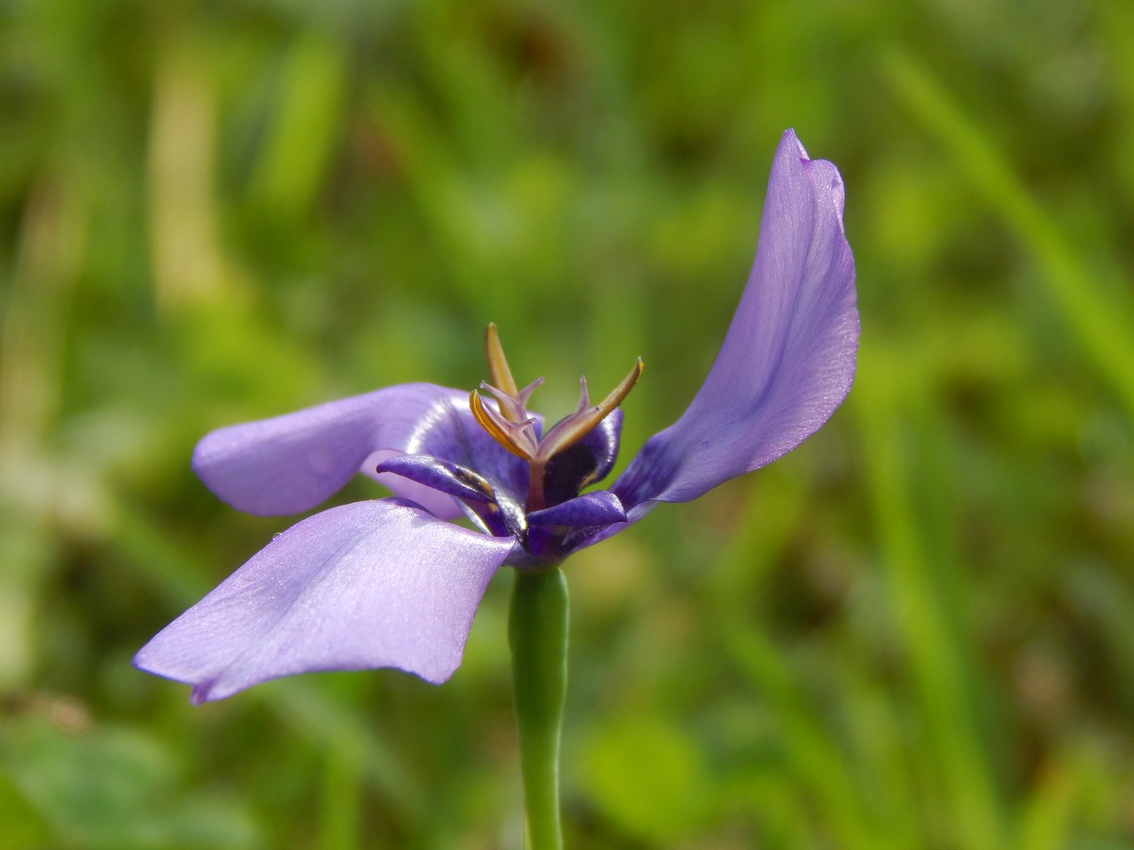 Gėlė, Violetinė, Gėlių Spiralė, Laukinė Gėlė, Purpurinė Gėlė, Nemokamos Nuotraukos,  Nemokama Licenzija