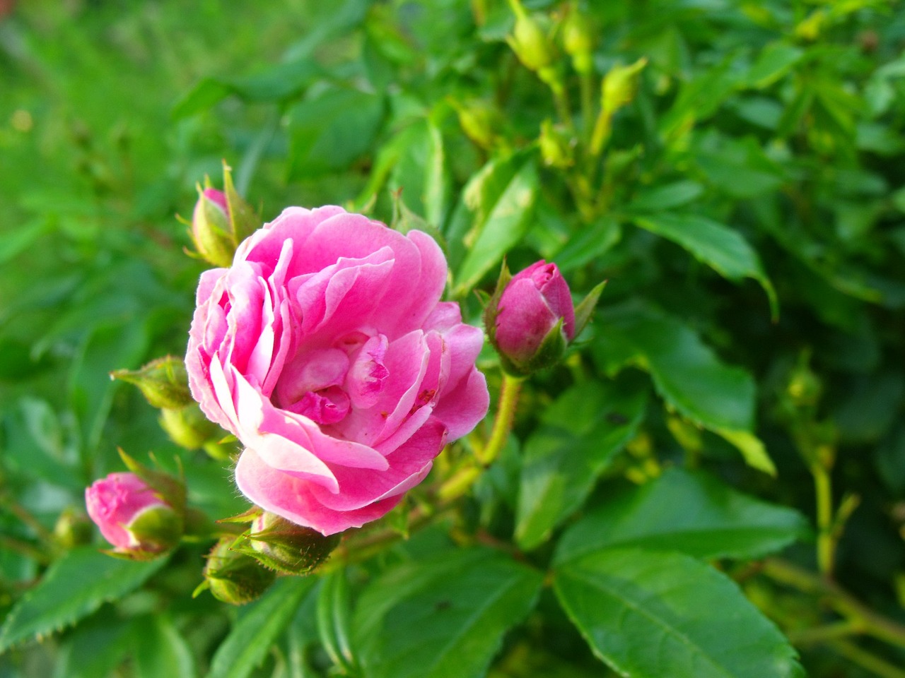 Gėlė, Rožė, Budas, Žiedas, Gėlių Rožinė, Flora, Nemokamos Nuotraukos,  Nemokama Licenzija