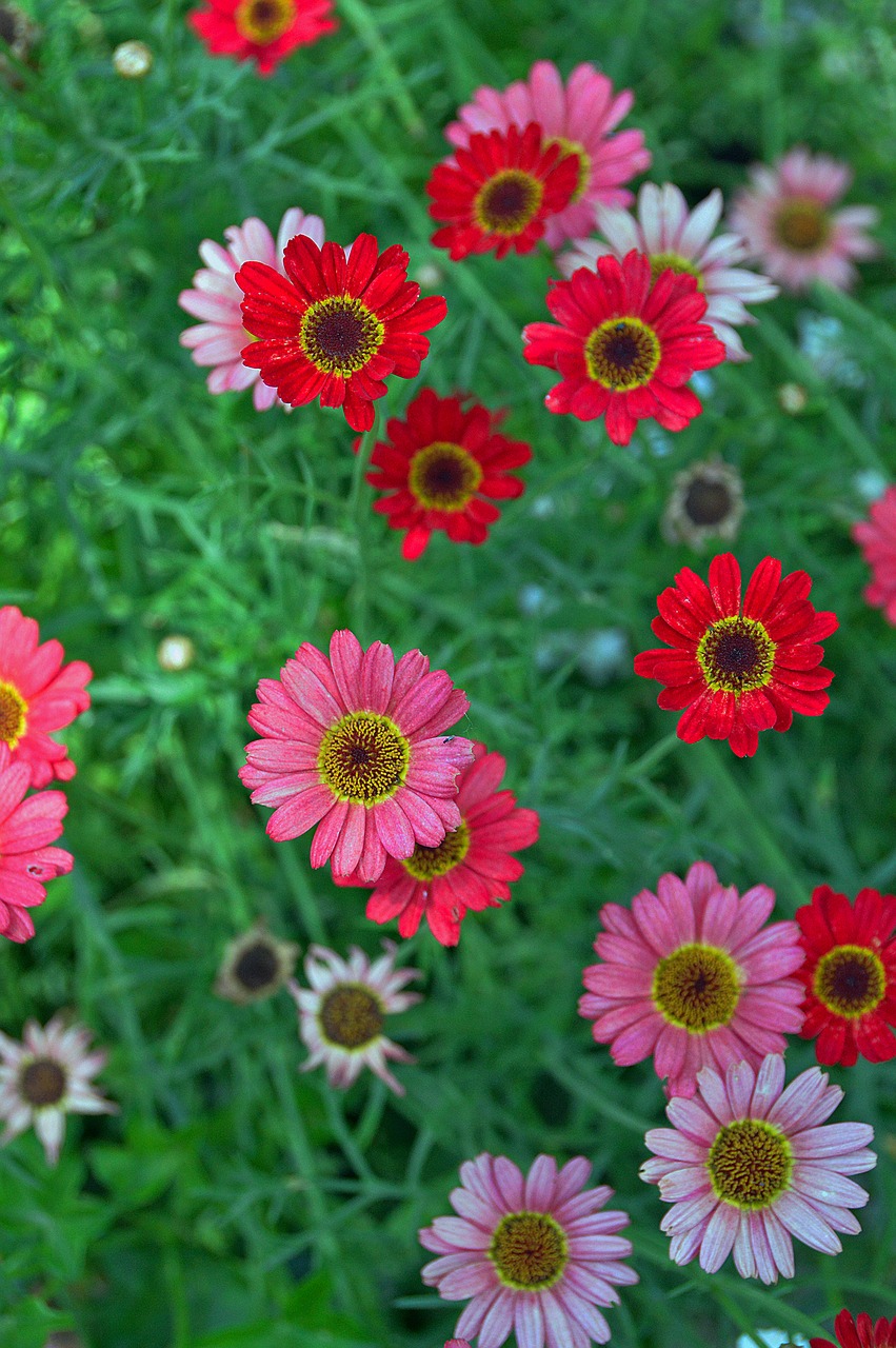 Gėlė, Žiedlapis, Vasaros Gėlė, Rózsazín, Spalva, Gėlės, Puokštė, Žiedlapiai, Gamta, Flora