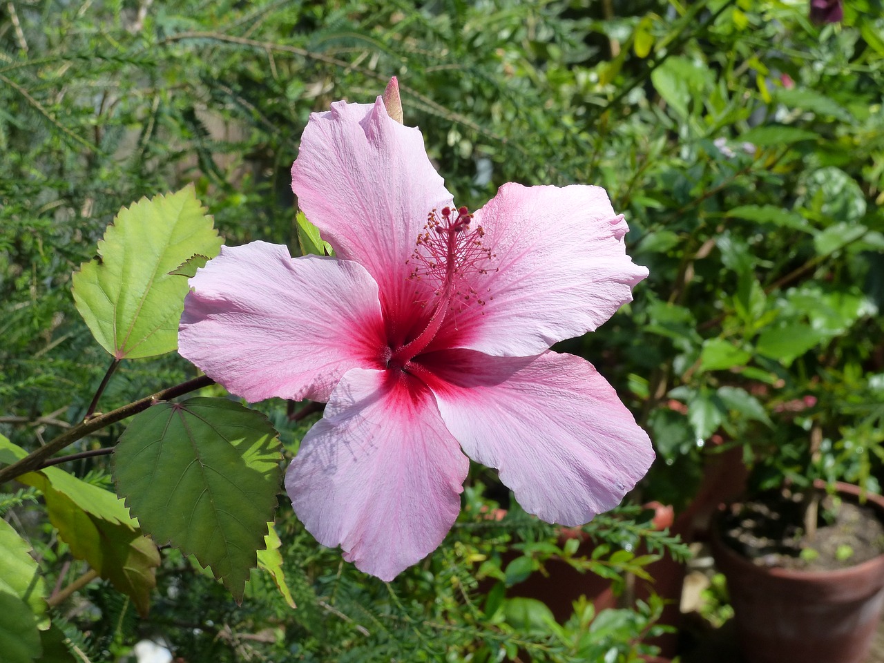 Gėlė, Hibiscus, Uždaryti, Žiedas, Žydėti, Vasara, Violetinė, Mallow, Augalas, Nemokamos Nuotraukos