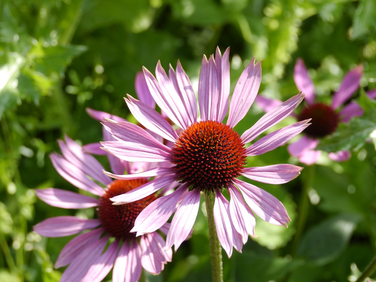 Gėlė, Echinacea, Saulės Skrybėlė, Echinacea Purpurea, Uždaryti, Nemokamos Nuotraukos,  Nemokama Licenzija