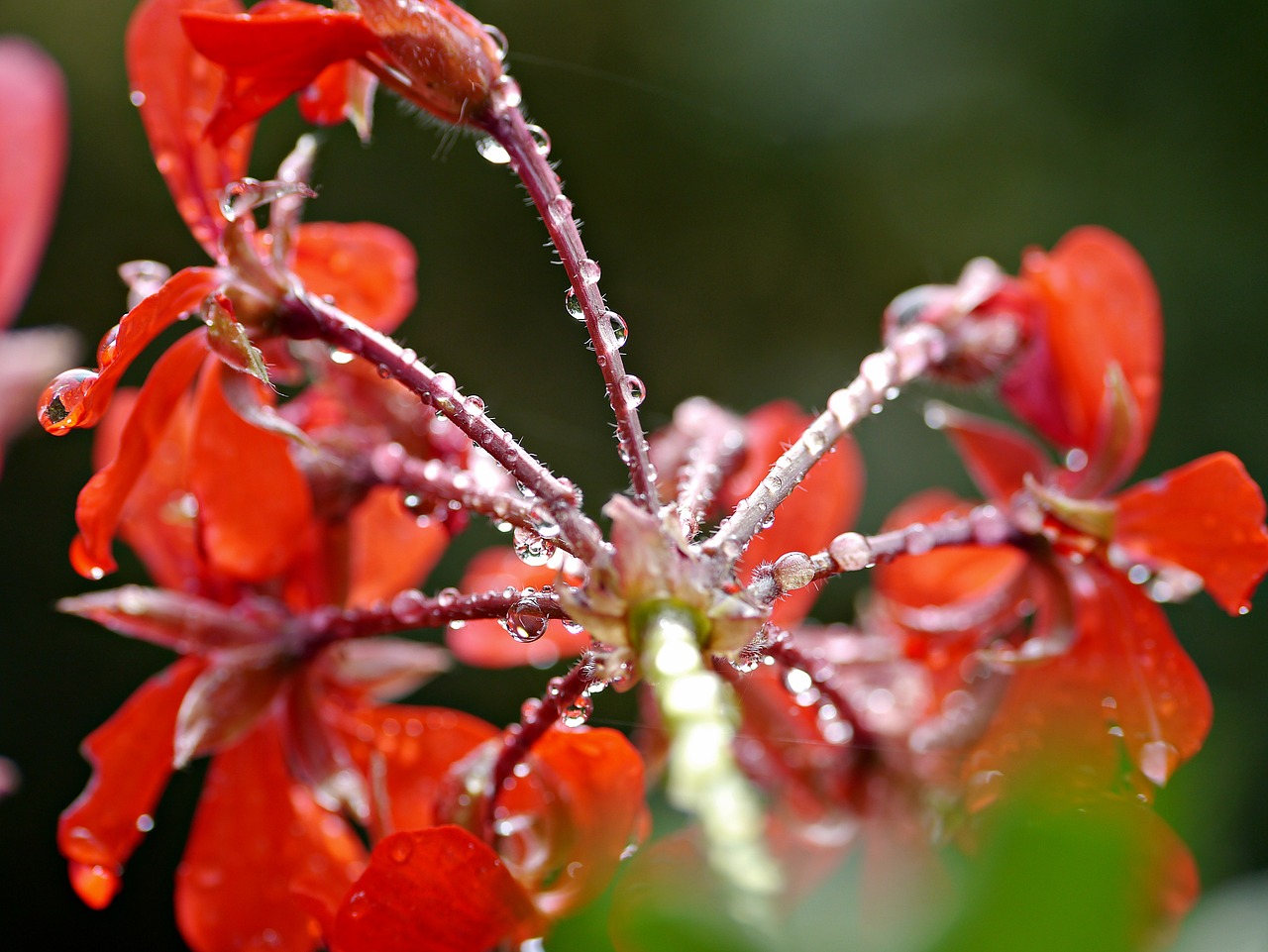 Gėlė, Geranium, Lietus, Raudona Gėlė, Gamta, Nemokamos Nuotraukos,  Nemokama Licenzija