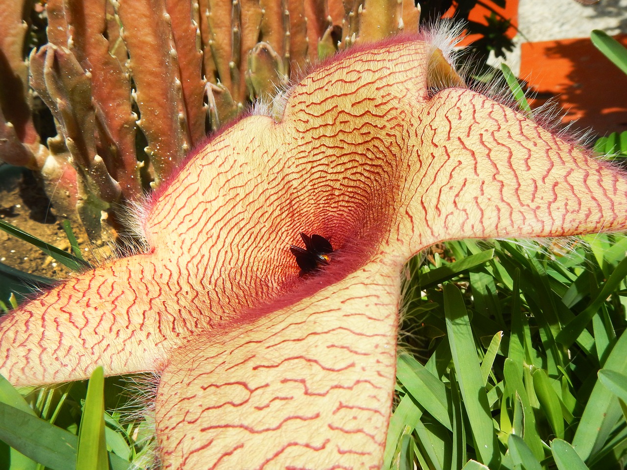 Gėlė, Stapelia Gigantea, Egzotiškas, Dykuma, Žvaigždės, Kaktusas, Nemokamos Nuotraukos,  Nemokama Licenzija