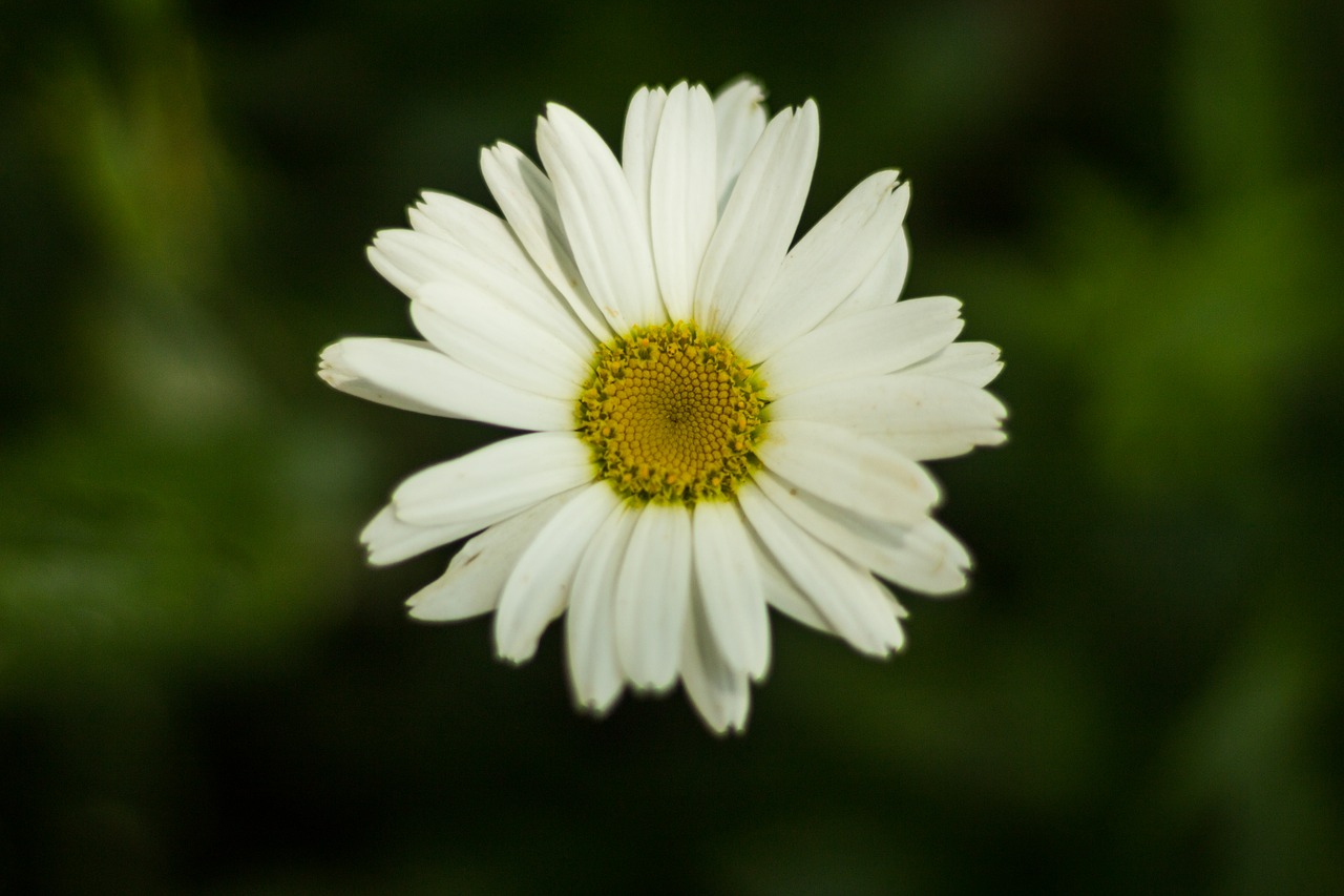 Gėlė, Daisy, Žydėjimas, Augalas, Pavasaris, Vasara, Žiedlapiai, Flora, Gamta, Gražus