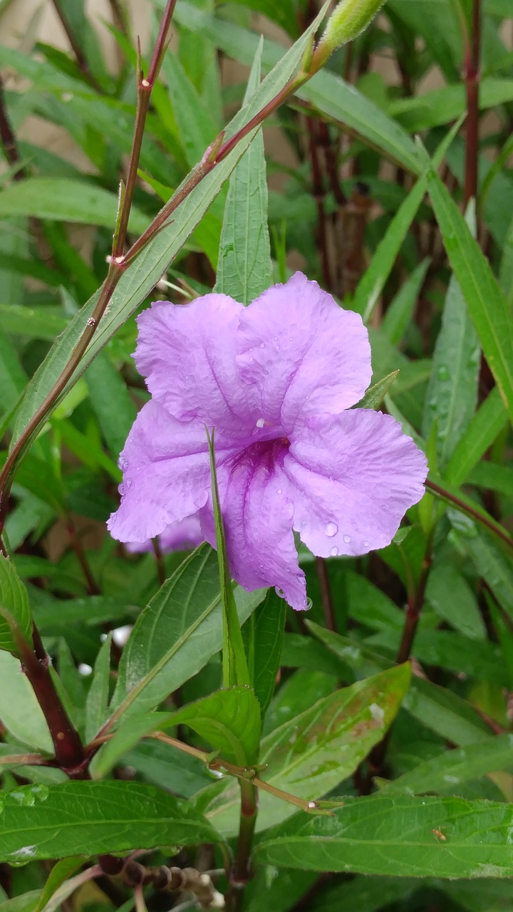 Gėlė, Žalias, Gamta, Gėlių, Pavasaris, Augalas, Vasara, Lapai, Violetinė, Natūralus