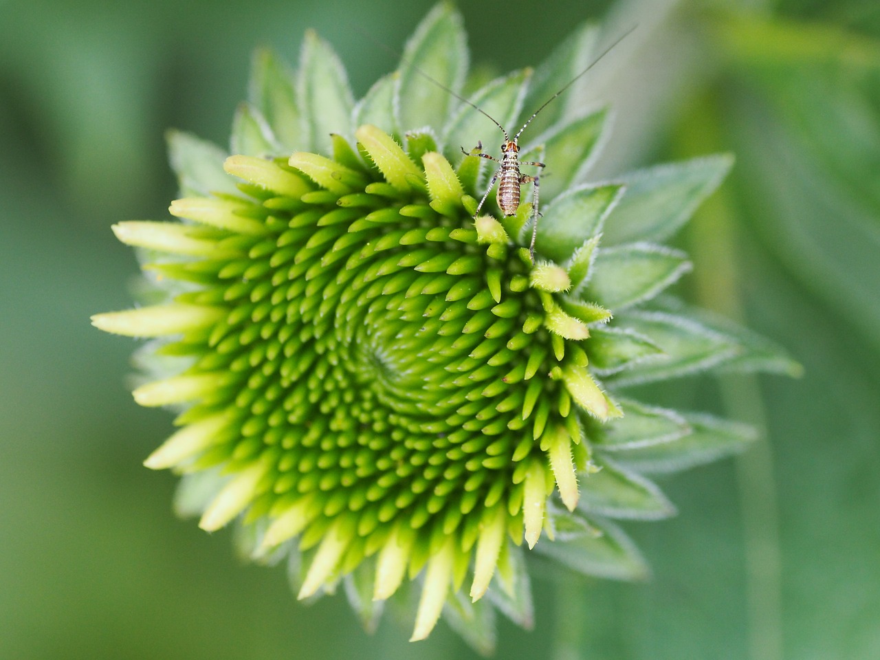 Gėlė, Sodas, Žalias, Žiogas, Gamta, Uždaryti, Augalas, Vasara, Žydėti, Echinacea