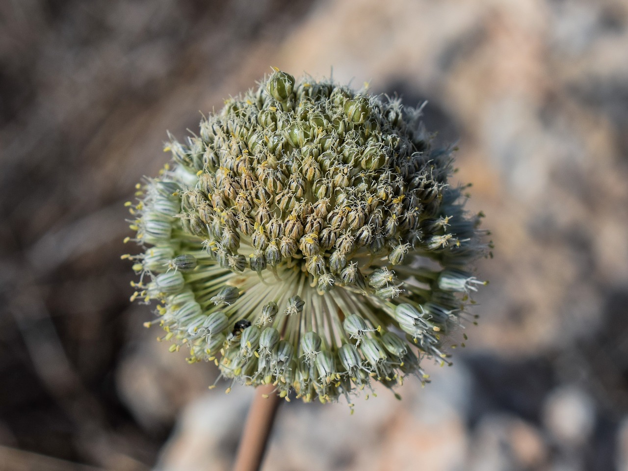 Gėlė, Žiedynas, Gamta, Žydėti, Žiedas, Vasara, Žydi, Flora, Nemokamos Nuotraukos,  Nemokama Licenzija