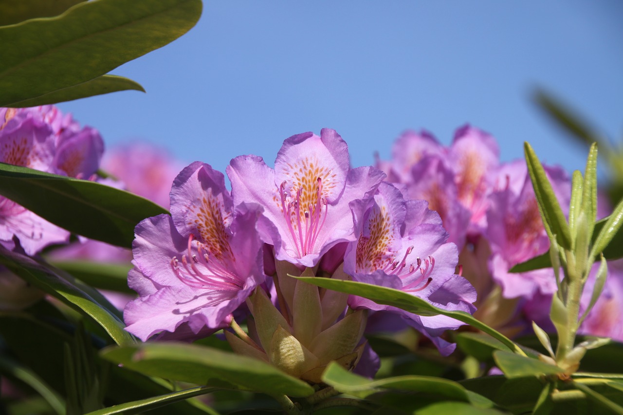 Gėlė, Krūmas, Žydėjimas, Rododendras, Gamta, Sodas, Žydėjo, Nemokamos Nuotraukos,  Nemokama Licenzija