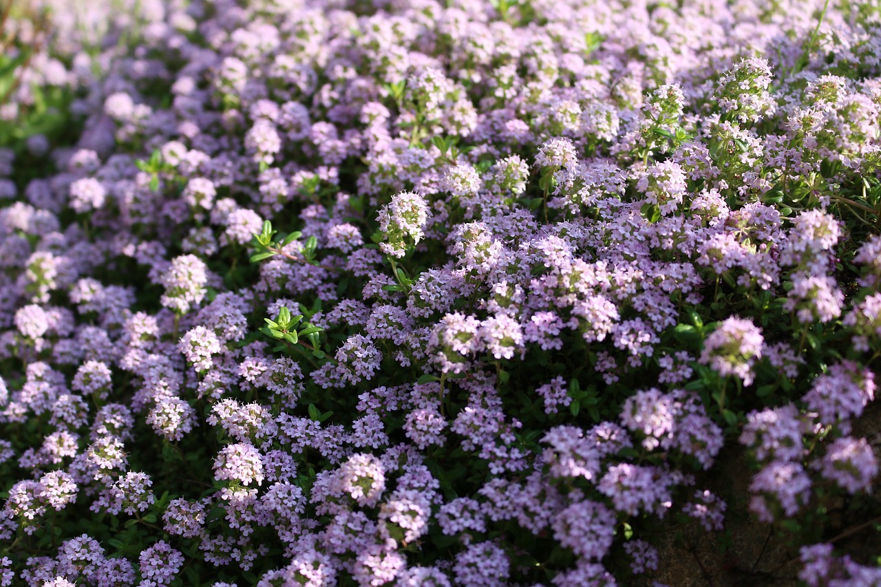 Gėlė, Gėlės, Gamta, Viena Gėlė, Augalai, Purpurinės Gėlės, Natūralus, Bitės, Arboretum, Nemokamos Nuotraukos