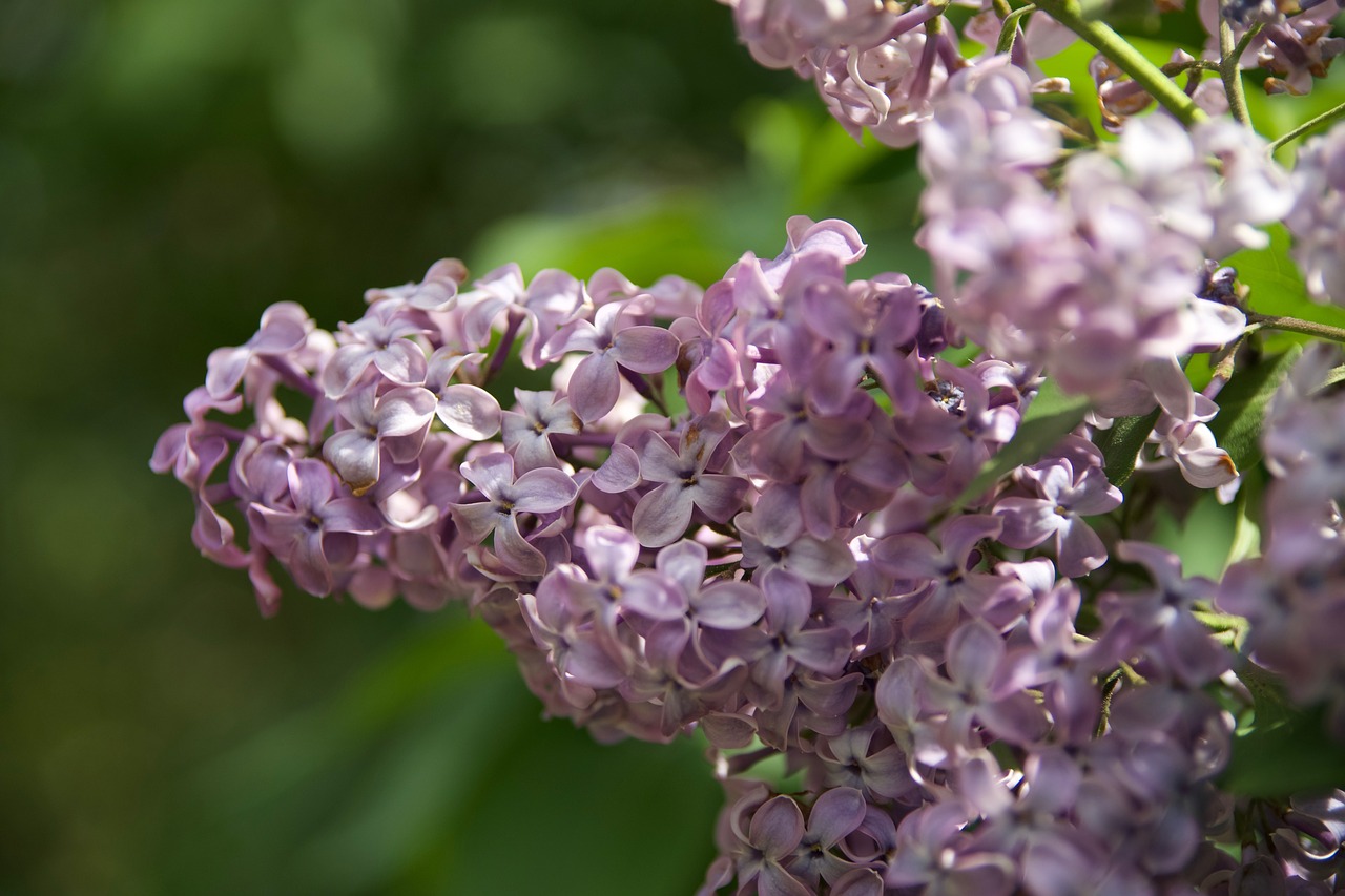 Gėlė, Gamta, Vasaros Gėlės, Sodas, Violetinė, Gėlių Gamta, Nemokamos Nuotraukos,  Nemokama Licenzija