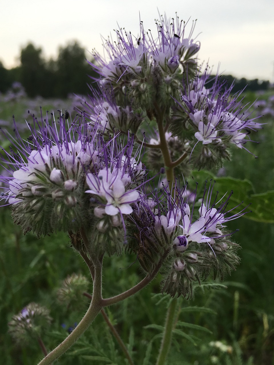 Gėlė, Violetinė, Uždaryti, Purpurinė Gėlė, Violetinė, Vasara, Gamta, Nemokamos Nuotraukos,  Nemokama Licenzija