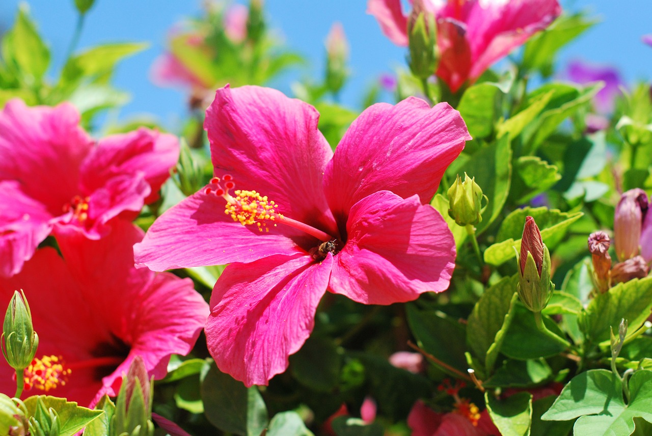 Gėlė, Hibiscus, Sodas, Vabzdys, Žiedadulkės, Gėlių, Nemokamos Nuotraukos,  Nemokama Licenzija