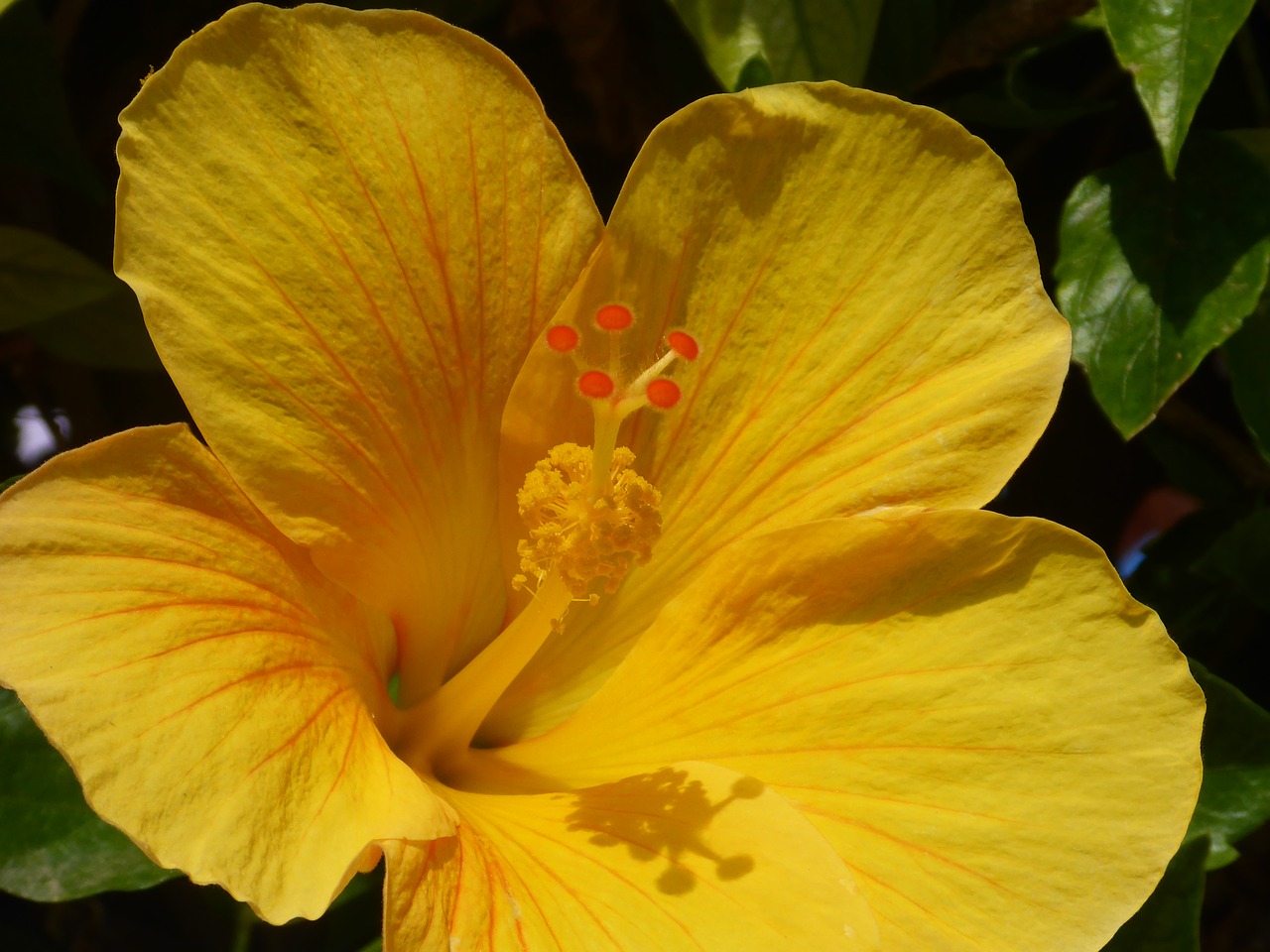 Gėlė, Hibiscus, Sodas, Atogrąžų, Gėlių, Gamta, Žiedas, Nemokamos Nuotraukos,  Nemokama Licenzija