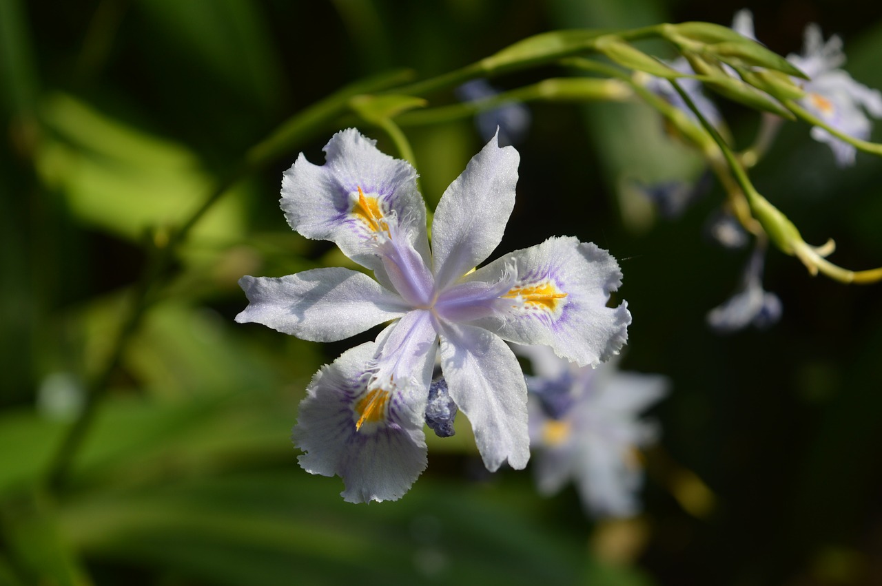 Gėlė, Violetinė, Iris, Sodas, Purpurinė Gėlė, Violetinė, Laukinės Gėlės, Nemokamos Nuotraukos,  Nemokama Licenzija