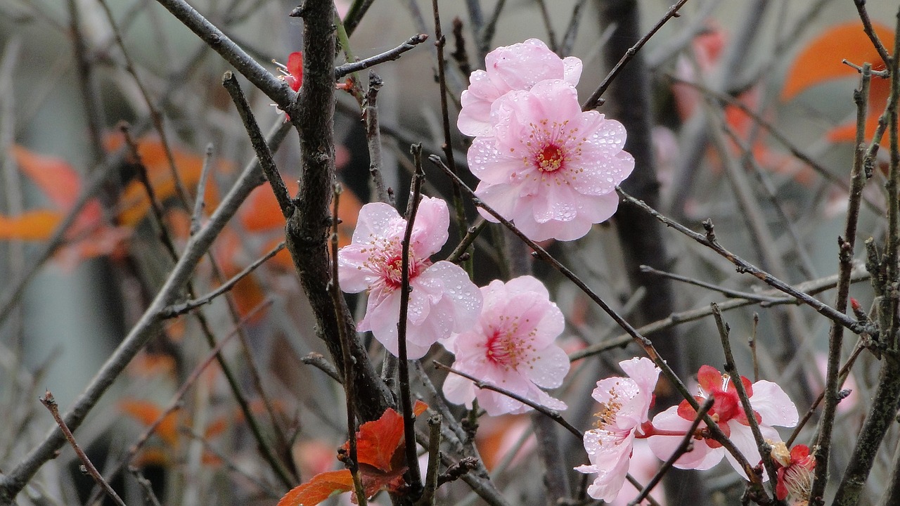 Gėlė, Yu Lee, Pavasaris, Nemokamos Nuotraukos,  Nemokama Licenzija