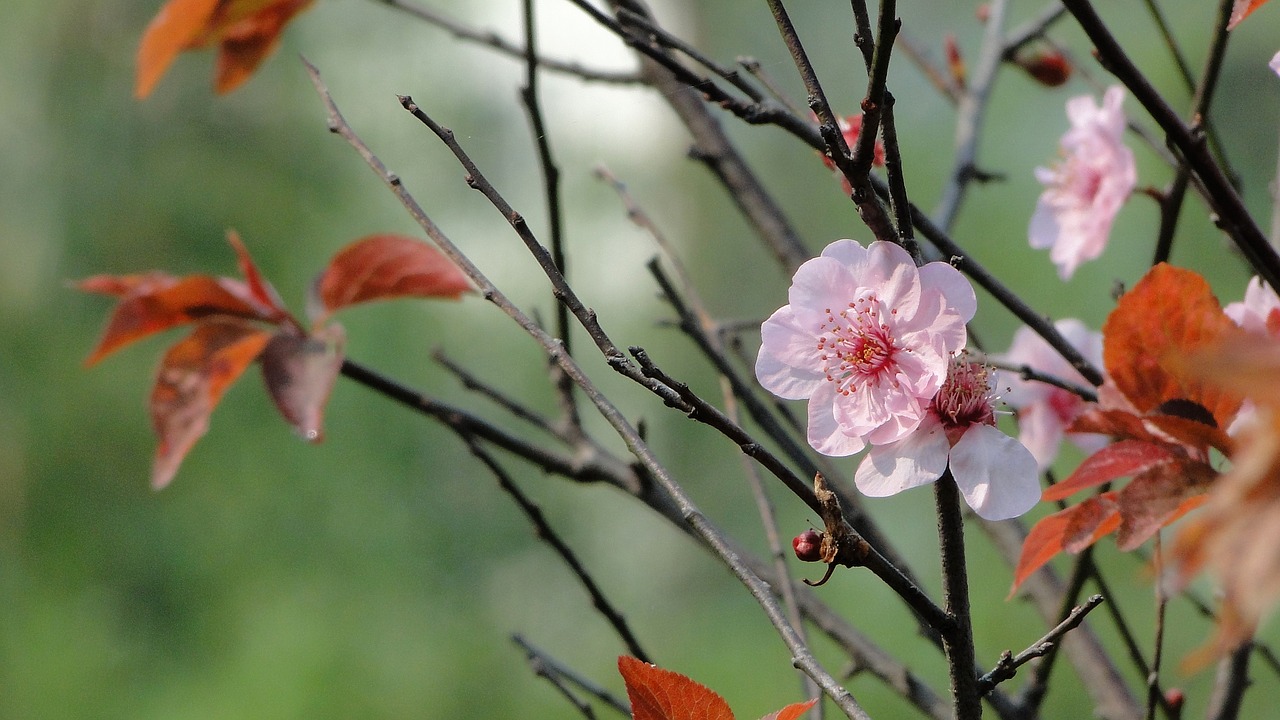 Gėlė, Yu Lee, Pavasaris, Nemokamos Nuotraukos,  Nemokama Licenzija