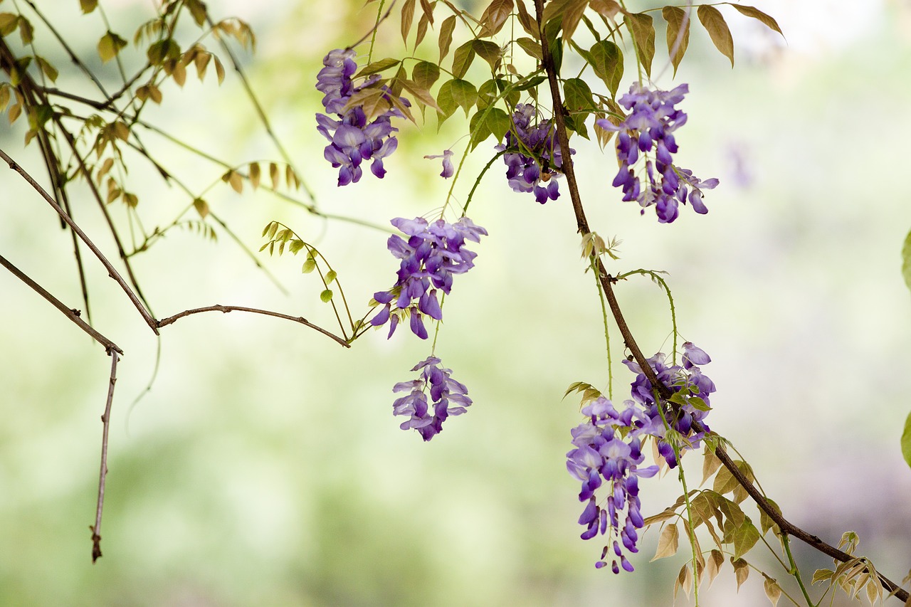 Gėlė, Wisteria, Pavasaris, Nemokamos Nuotraukos,  Nemokama Licenzija