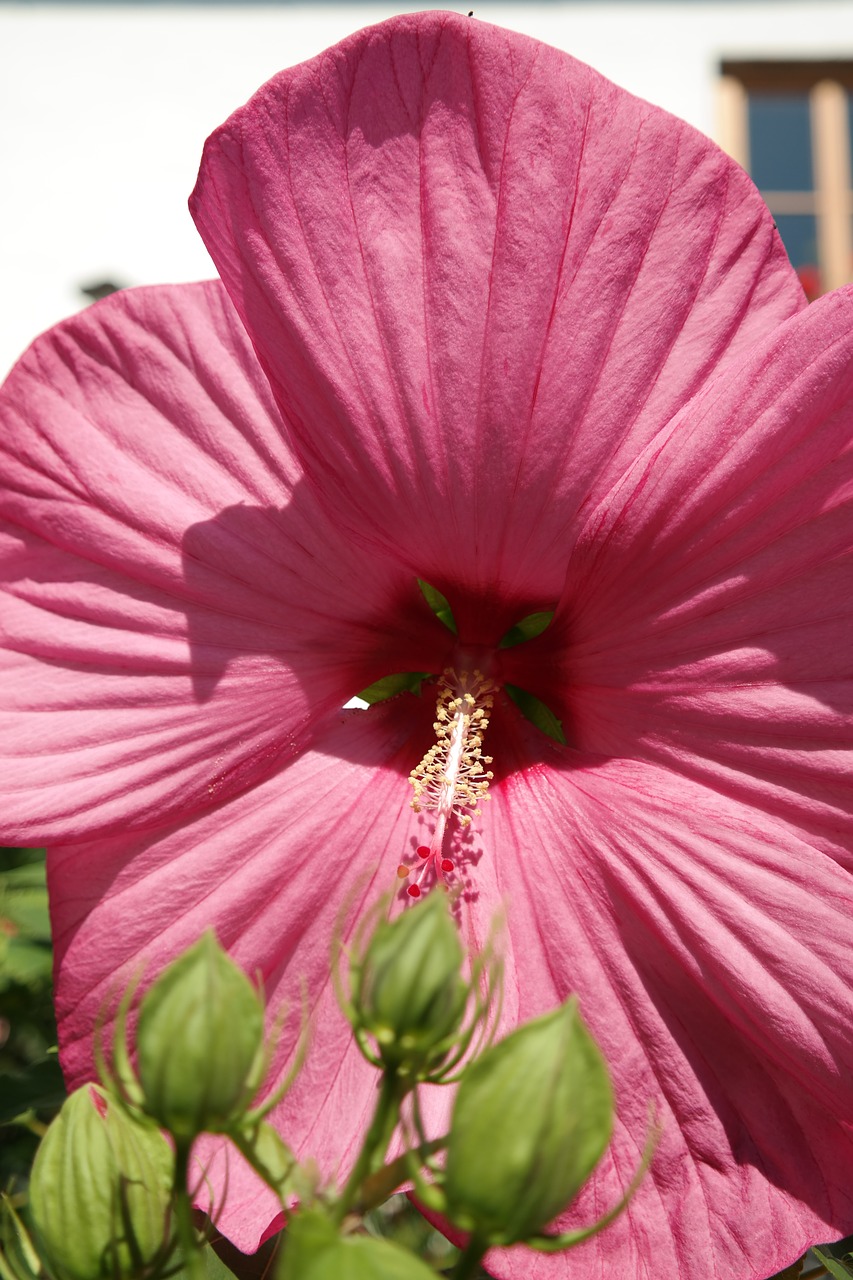 Gėlė, Žiedas, Žydėti, Rožinis, Gamta, Sodas, Hibiscus, Nemokamos Nuotraukos,  Nemokama Licenzija