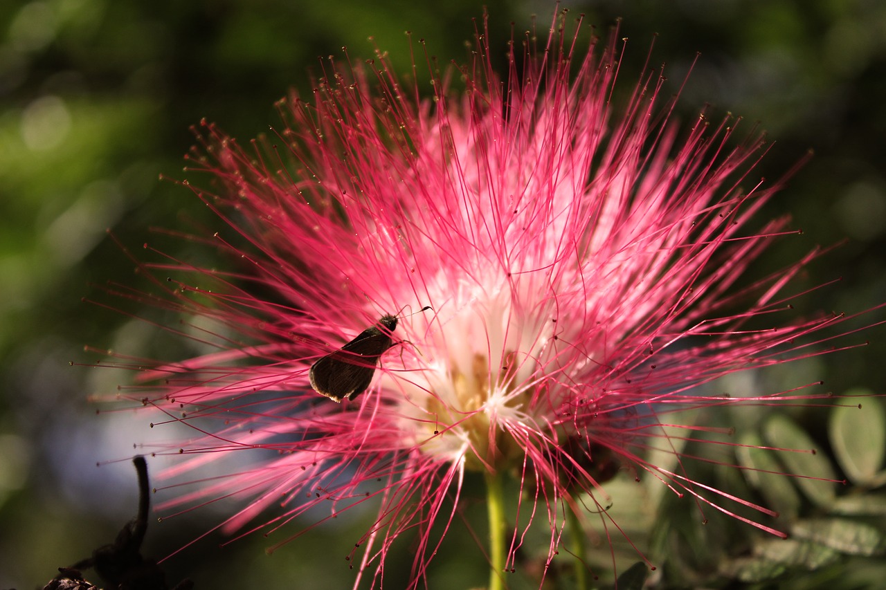 Gėlė, Drugelis, Rosa, Nemokamos Nuotraukos,  Nemokama Licenzija