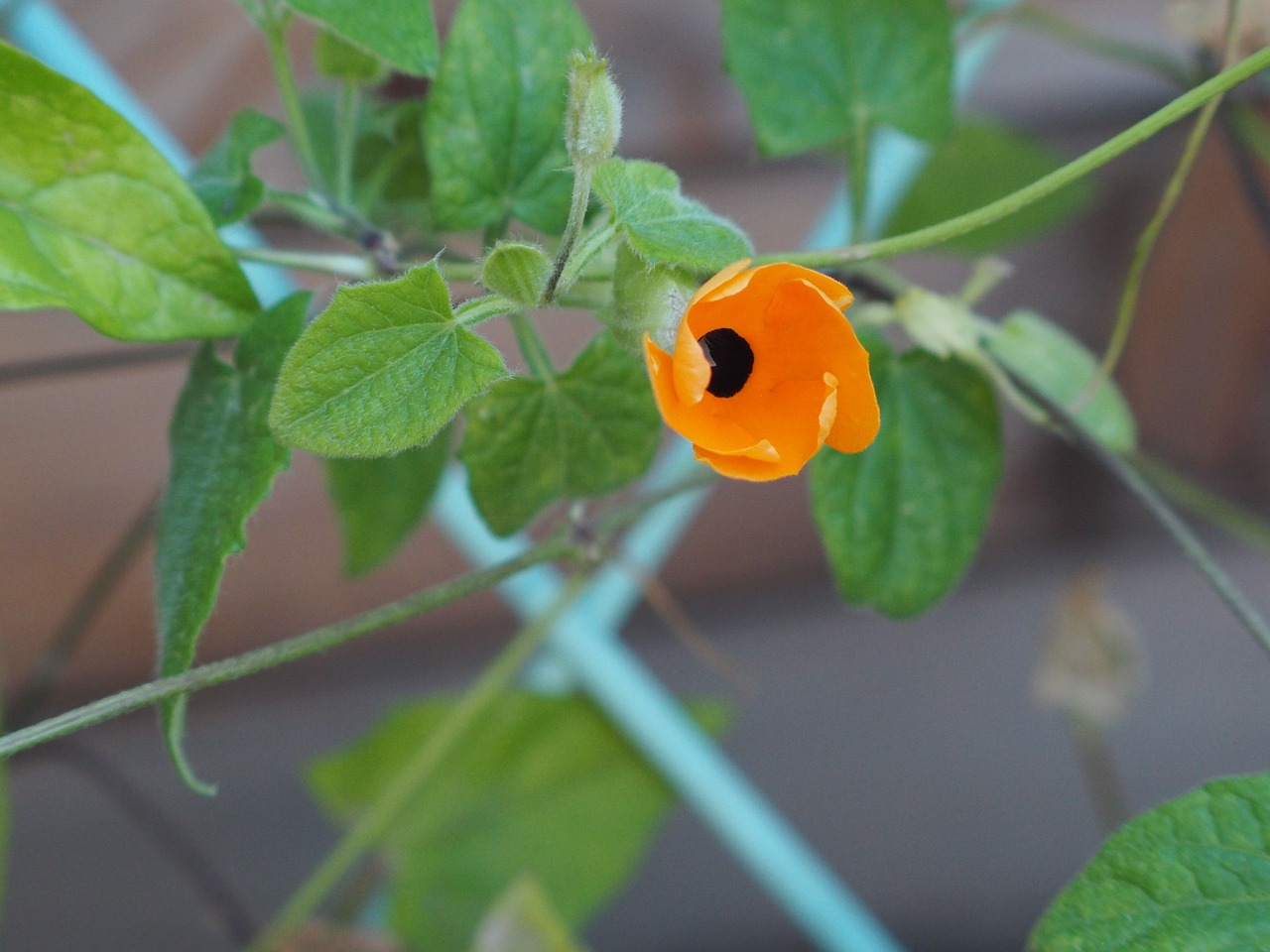 Gėlė, Flora, Oranžinė, Gamta, Uždaryti, Vasaros Gėlės, Raštinės Reikmenys, Kompozicija, Žiedas, Žydėti