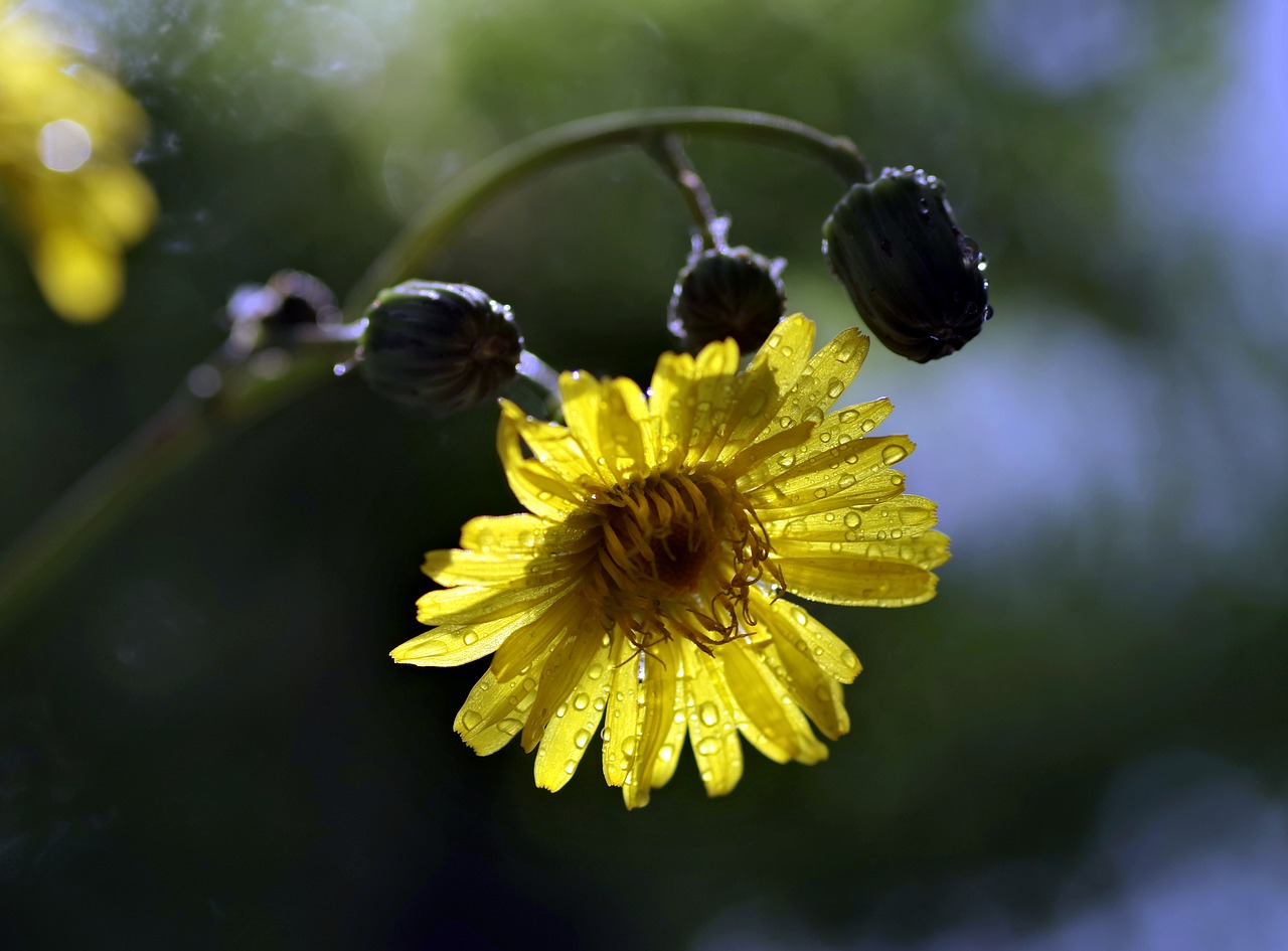 Gėlė, Geltona, Ornamentas, Bokeh, Blur, Fonas, Sonchus Oleraceus, Augalas, Makro, Gamta