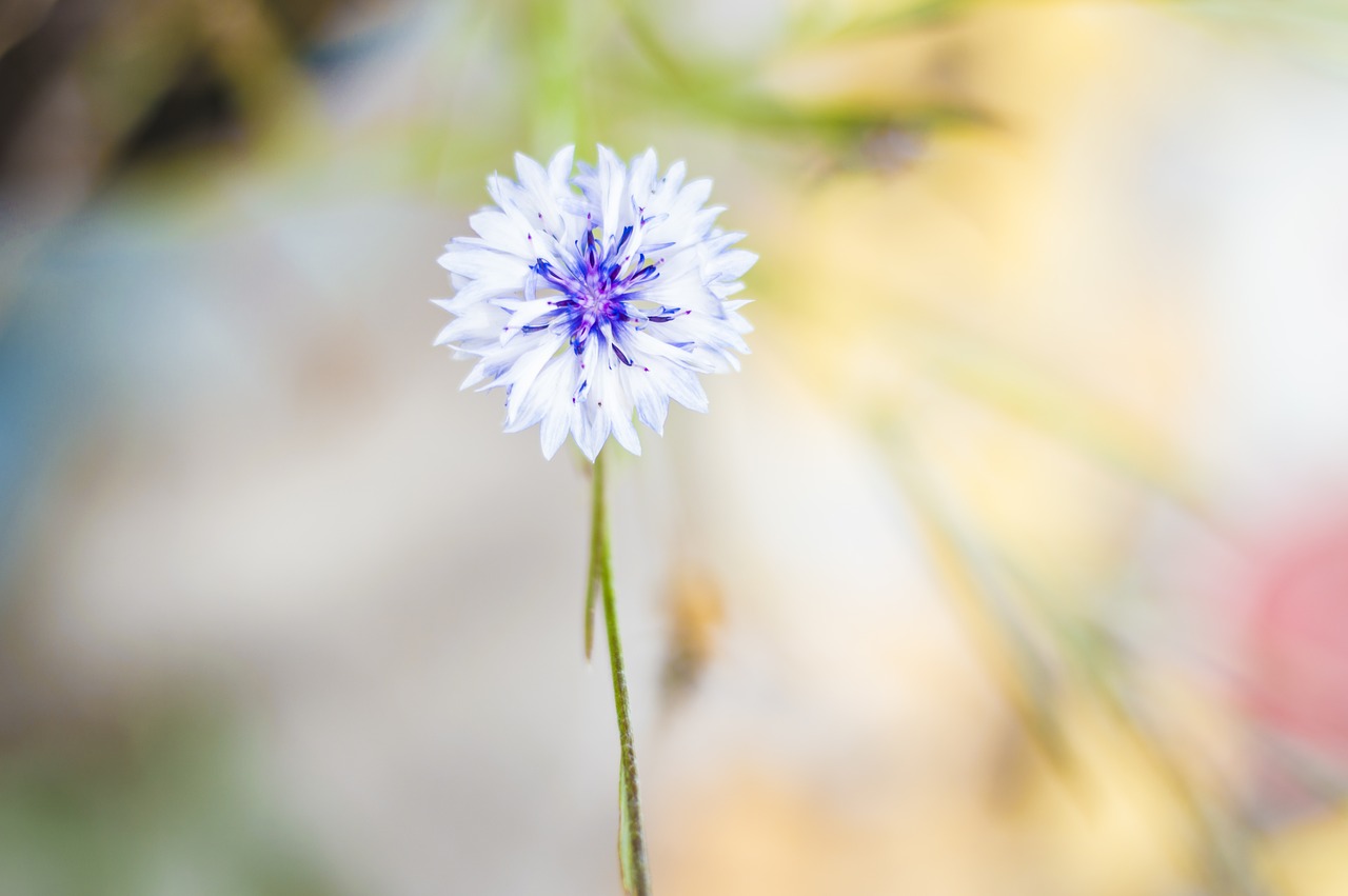 Gėlė, Rugiagėlė, Bokeh, Šienas, Balta, Vasara, Vasaros Gėlė, Pievų Augalas, Gamta, Baltas Žiedas