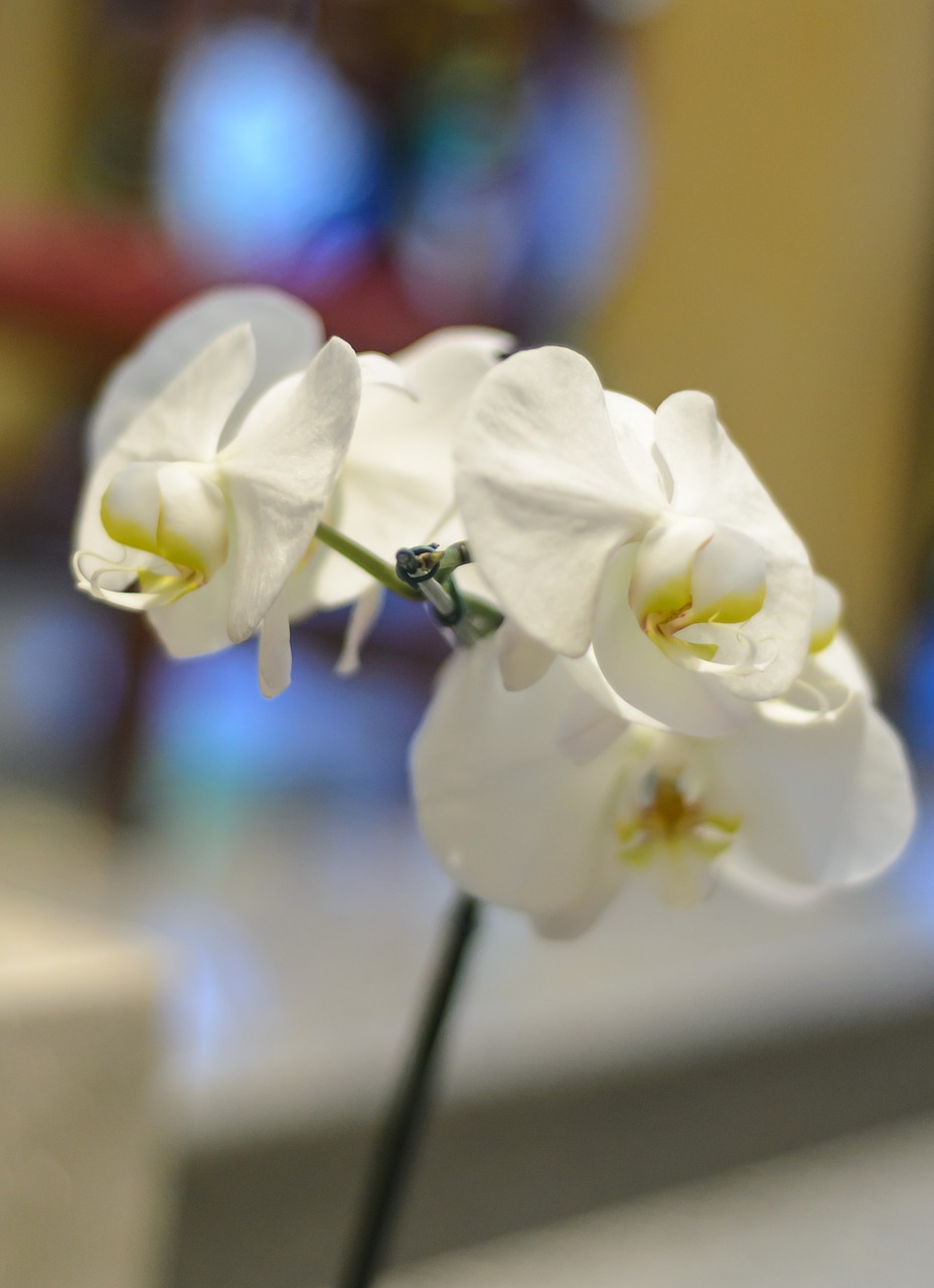 Gėlė, Orchidėja, Balta Orchidėja, Nemokamos Nuotraukos,  Nemokama Licenzija