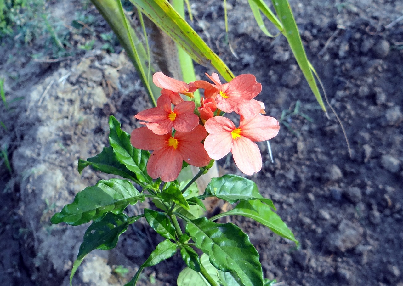 Gėlė, Crossandra Infundibuliformis, Petražolių Gėlė, Kanakambaram, Gėlių, Augalas, Natūralus, Žiedas, Žydėti, Žiedlapis