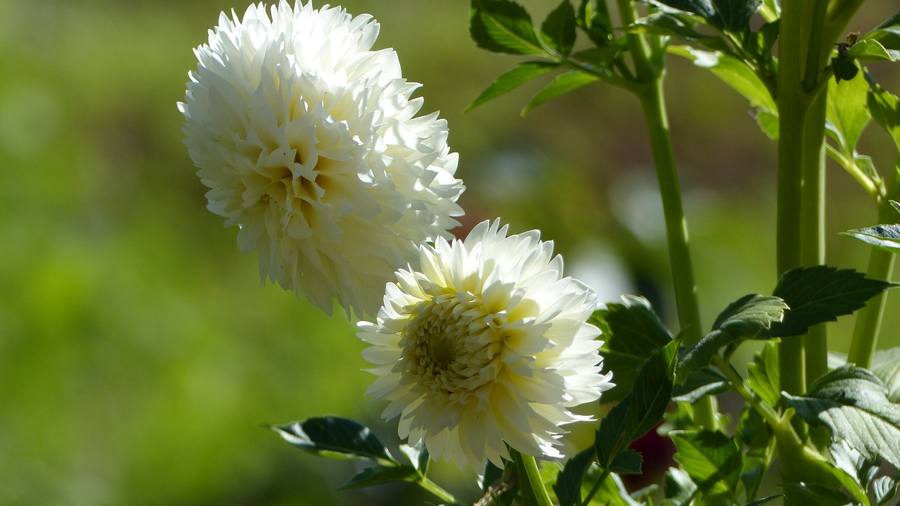 Gėlė, Dahlia, Dahlia Sodas, Sodo Augalas, Balta, Dekoratyvinis Augalas, Nemokamos Nuotraukos,  Nemokama Licenzija