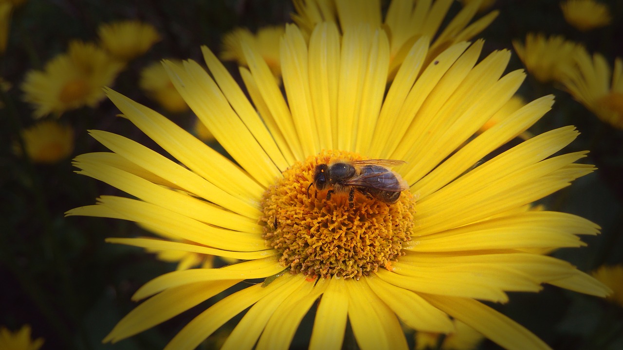 Gėlė, Nuotrauka, Bičių, Geltona, Fotoaparatas, Fotografija, Mielas, Nemokamos Nuotraukos,  Nemokama Licenzija