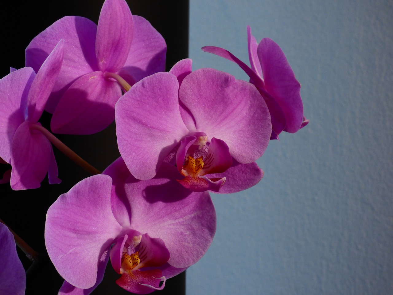 Gėlė, Orchidėja, Augalas, Violetinė, Nemokamos Nuotraukos,  Nemokama Licenzija