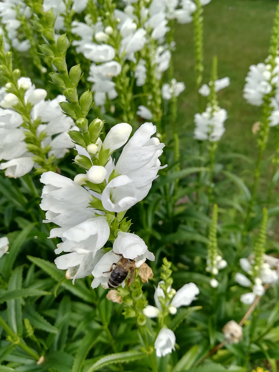 Gėlė, Gamta, Balta Gėlė, Bičių, Nemokamos Nuotraukos,  Nemokama Licenzija