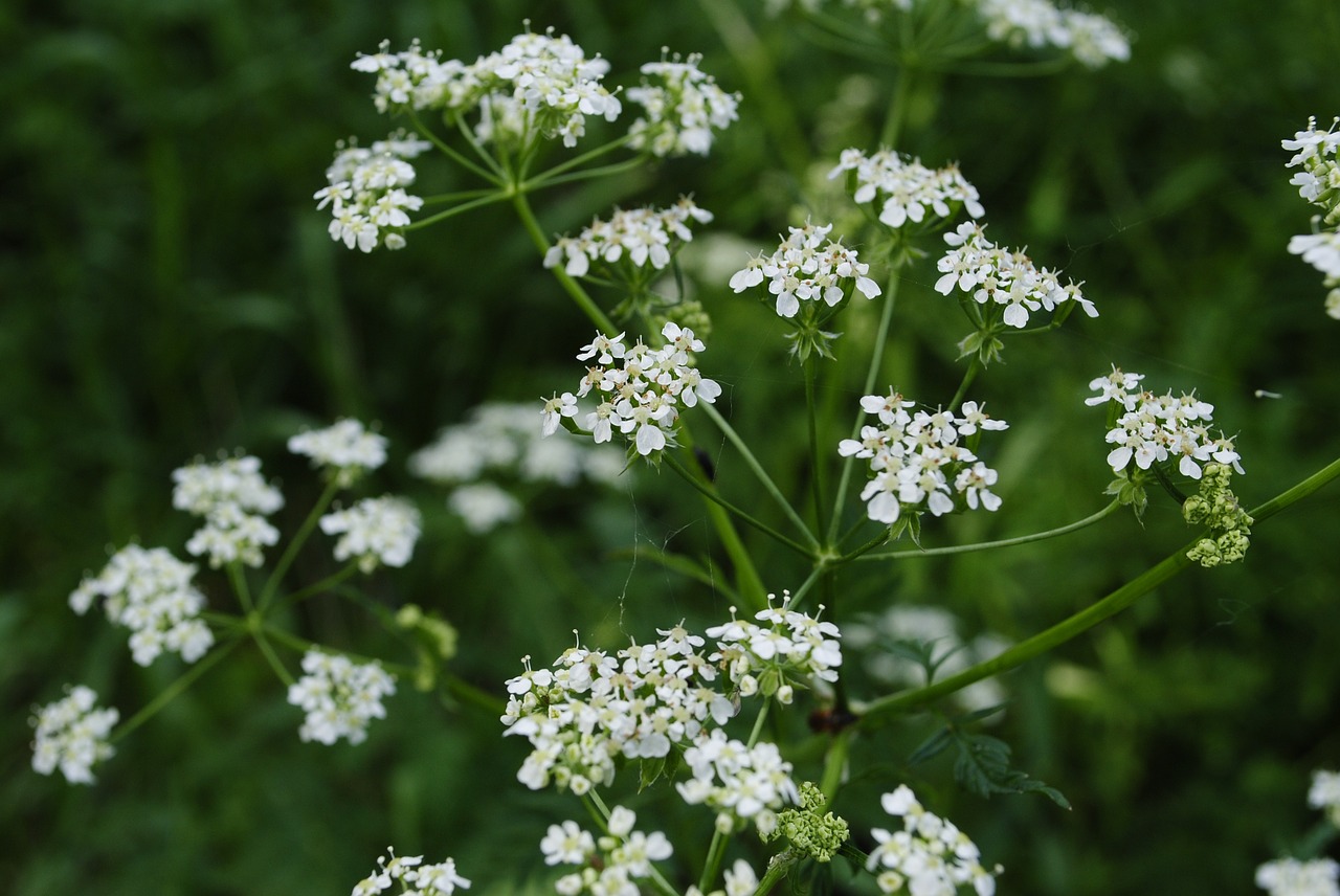 Gėlė, Lapija, Gėlės, Vasaros Gėlė, Žydi, Žydėti, Daisy, Mažos Gėlės, Nemokamos Nuotraukos,  Nemokama Licenzija