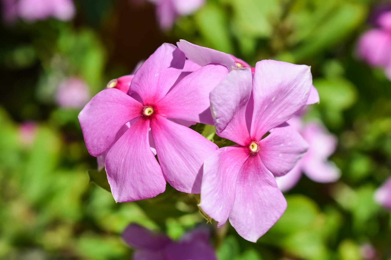 Gėlė, Violetinė, Gamta, Vasara, Augalas, Žiedas, Flora, Žydi, Sodas, Nemokamos Nuotraukos