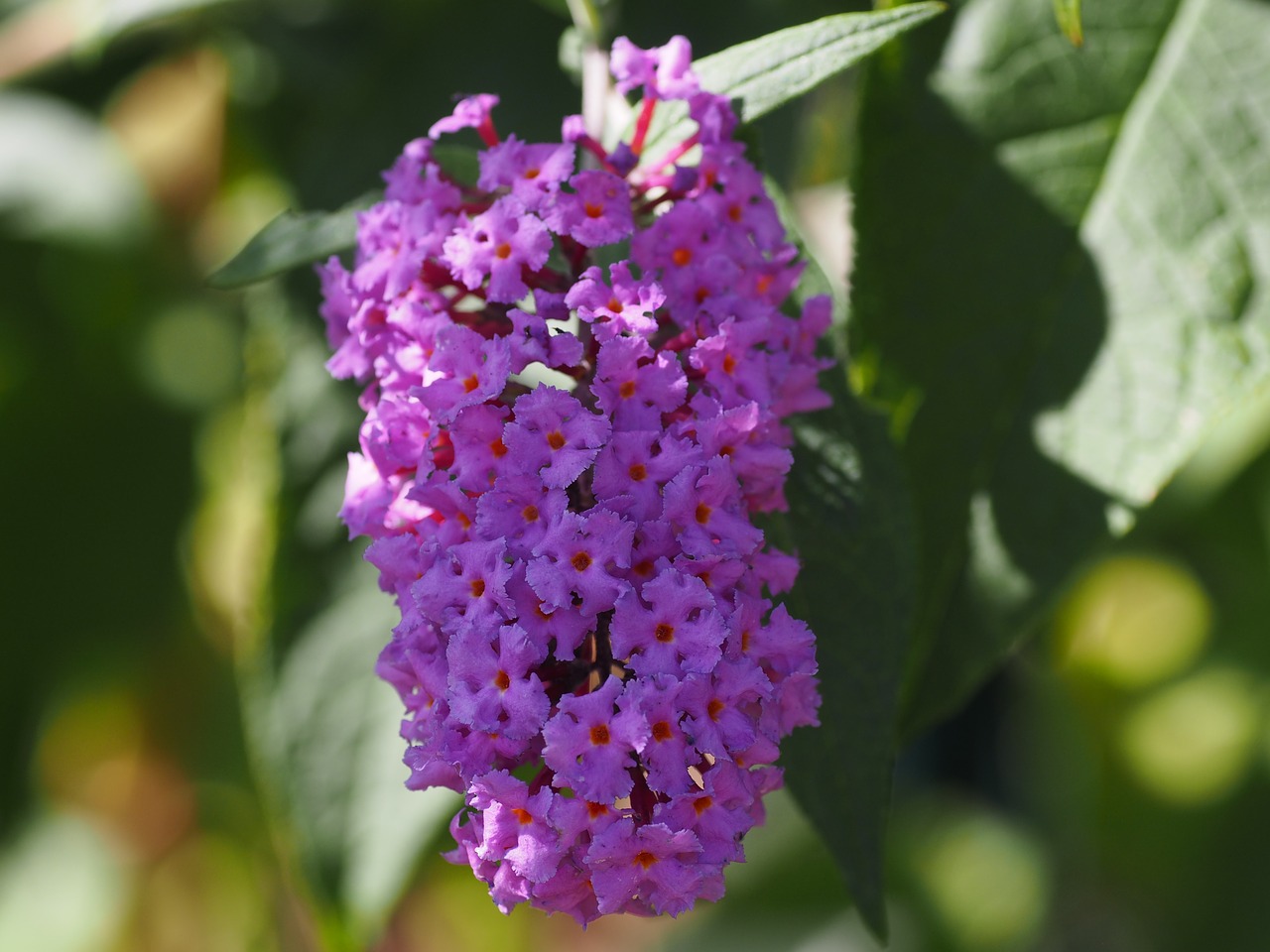 Gėlė, Gamta, Romantika, Žinoma, Graži Gėlė, Sodas, Žiedas, Žydėti, Gėlės, Flora