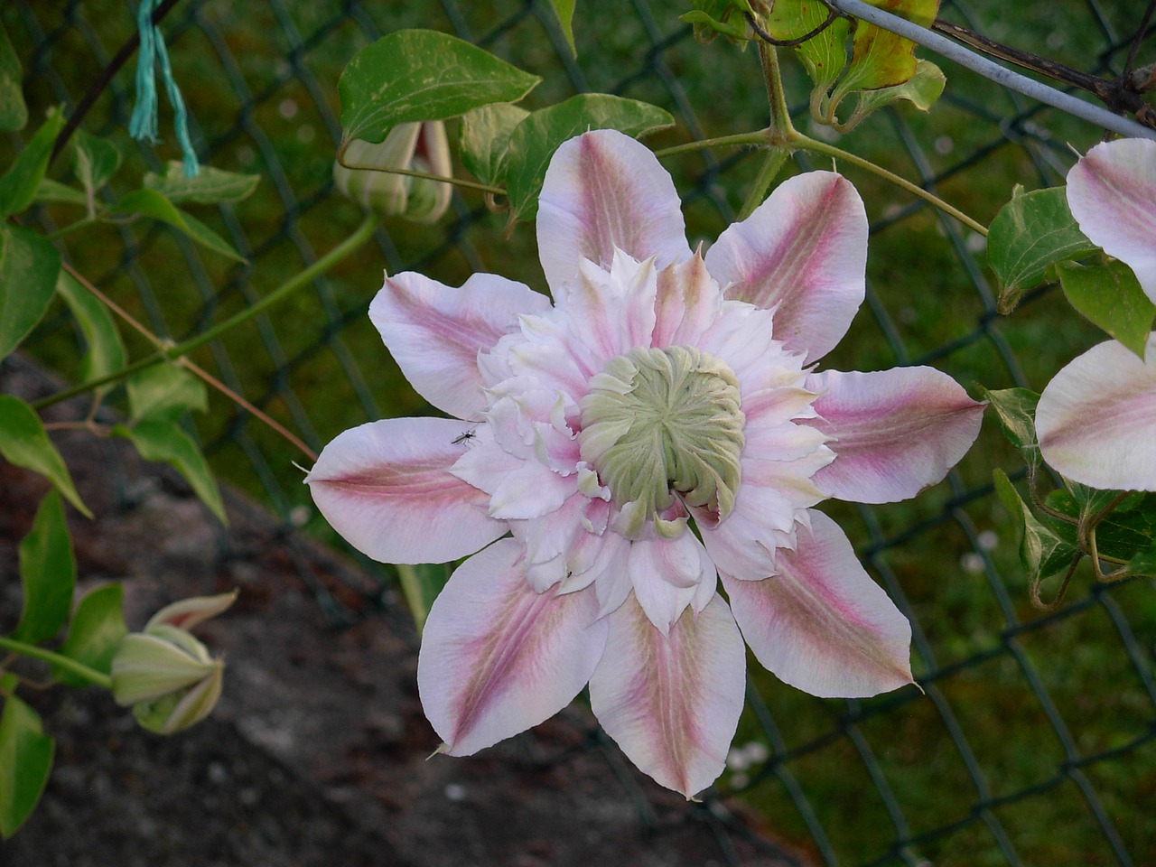 Gėlė, Clematis, Renonculacée, Nemokamos Nuotraukos,  Nemokama Licenzija