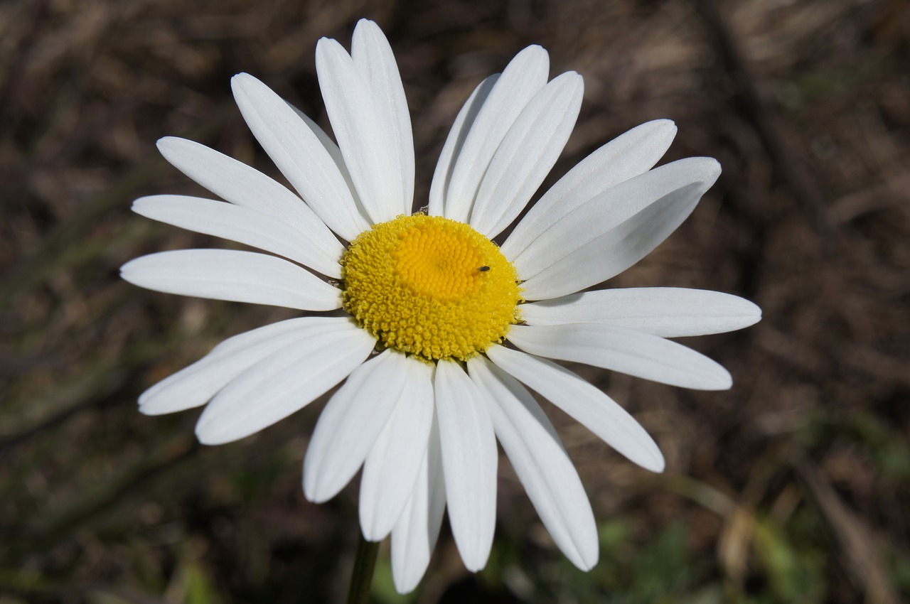 Gėlė, Daisy, Žiedas, Žydi, Augalas, Pavasaris, Vasara, Žiedlapiai, Flora, Gamta