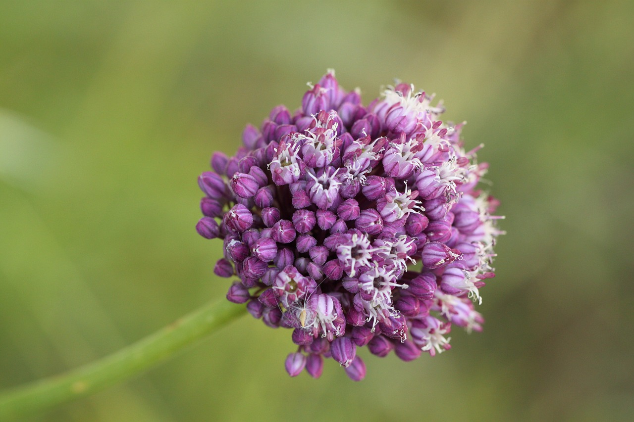 Žiedas, Žydėti, Gėlė, Laukinė Gėlė, Uždaryti, Gėlės, Violetinė, Augalas, Violetinė, Pieva