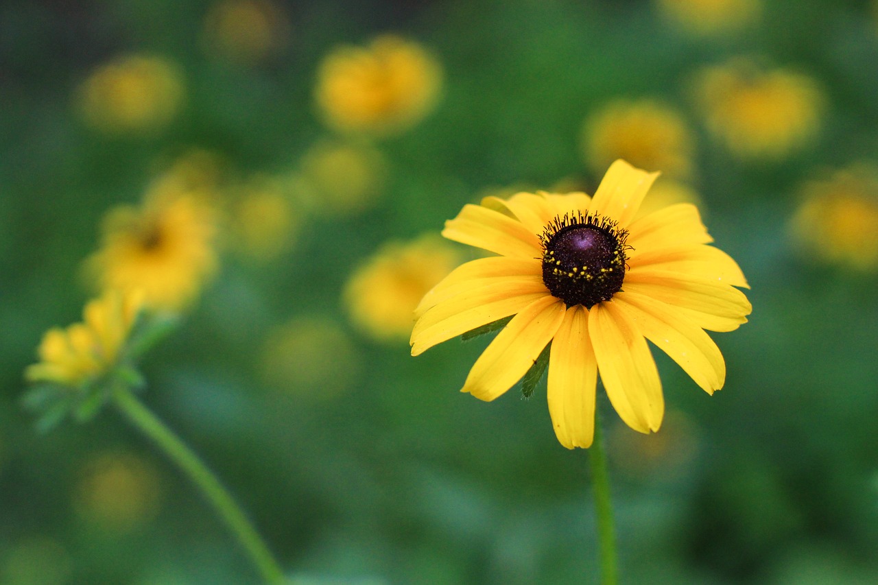 Gėlė, Juodas Eyed Susan, Gėlių, Gamta, Žiedas, Augalas, Lapai, Žydėti, Žiedlapis, Geltona