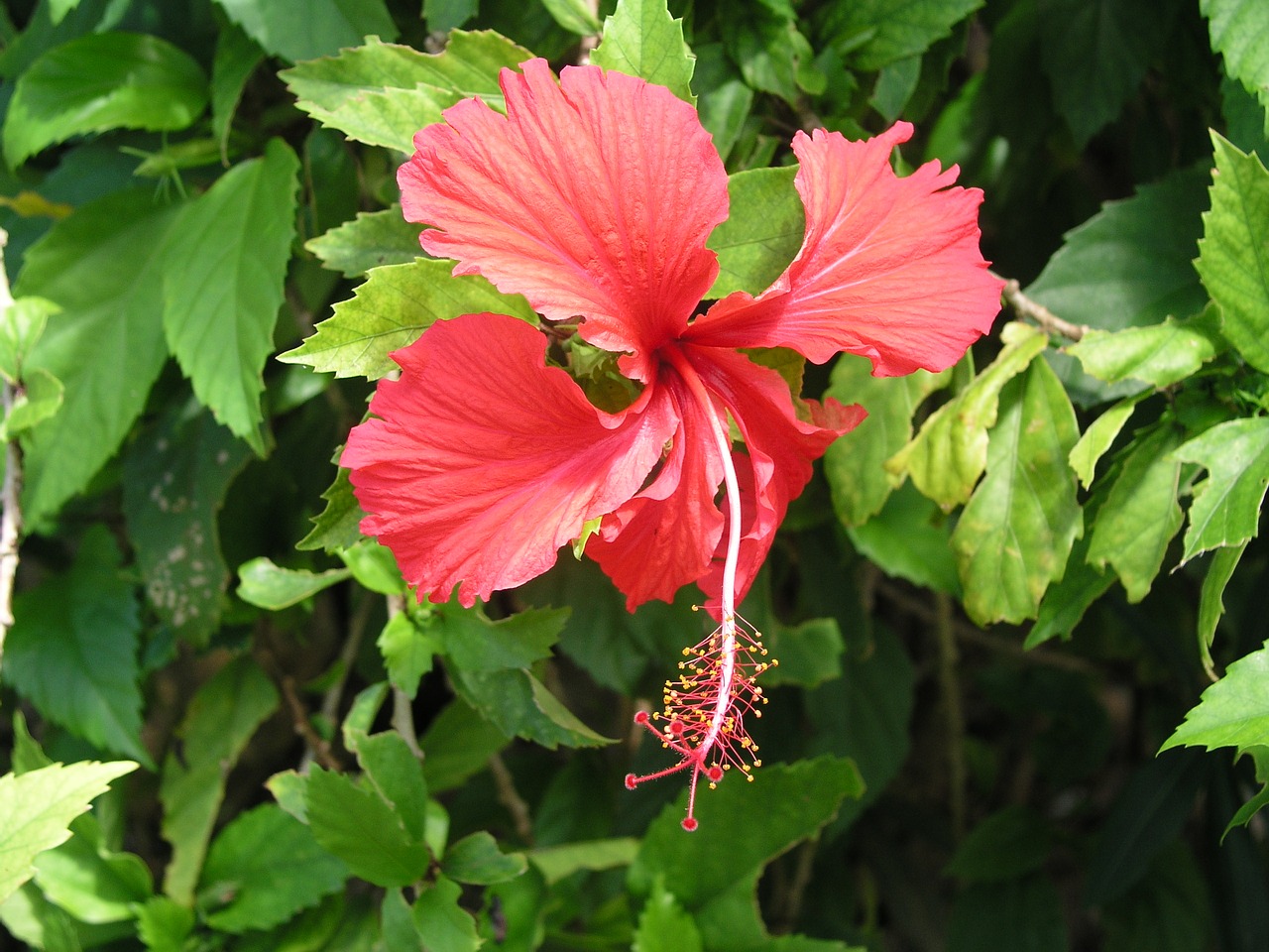 Gėlė, Žydėti, Hibiscus, Žydi, Žiedas, Šviesus, Spalva, Nemokamos Nuotraukos,  Nemokama Licenzija