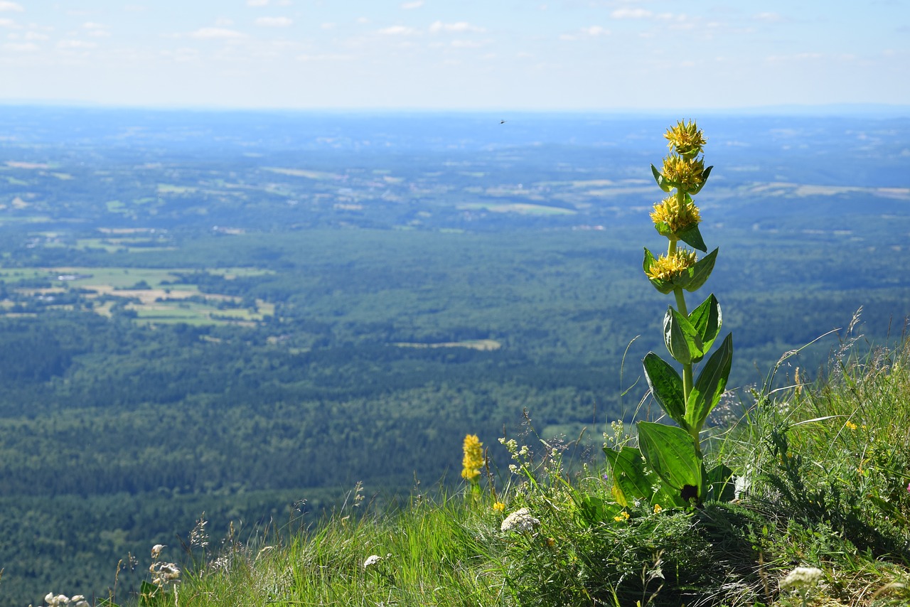 Gėlė, Auvergne, Vaizdas Į Puy-De-Dome, Kraštovaizdis, Nemokamos Nuotraukos,  Nemokama Licenzija